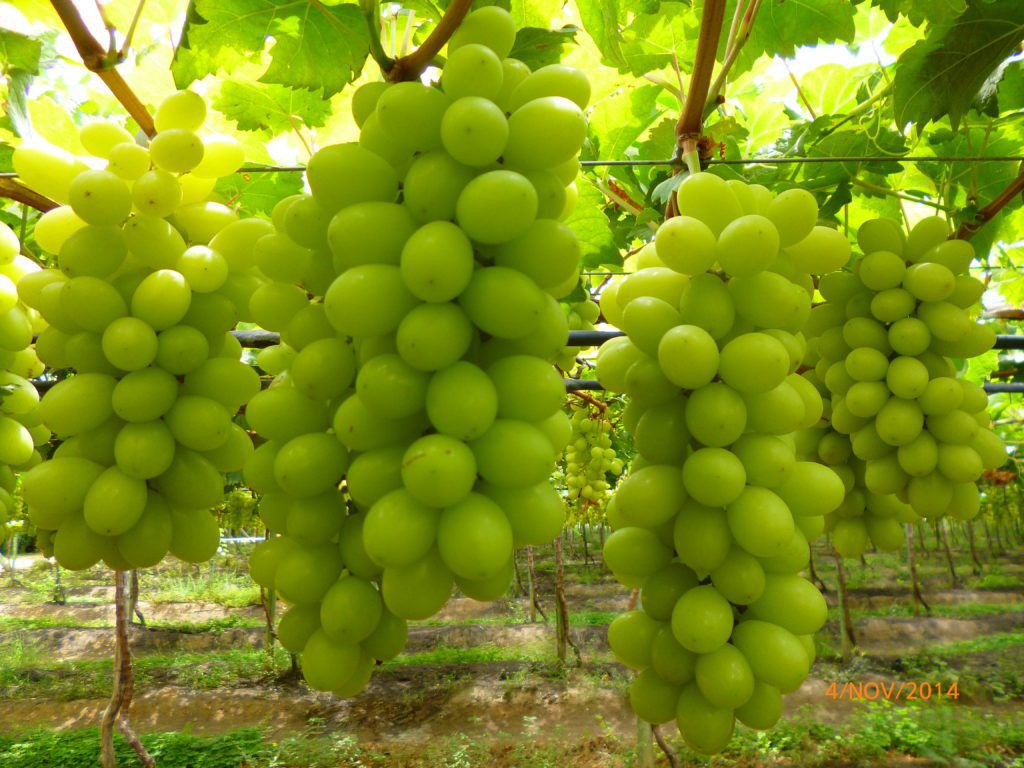 White Grapes Table Grapes Grapa Varieties Ltd.
