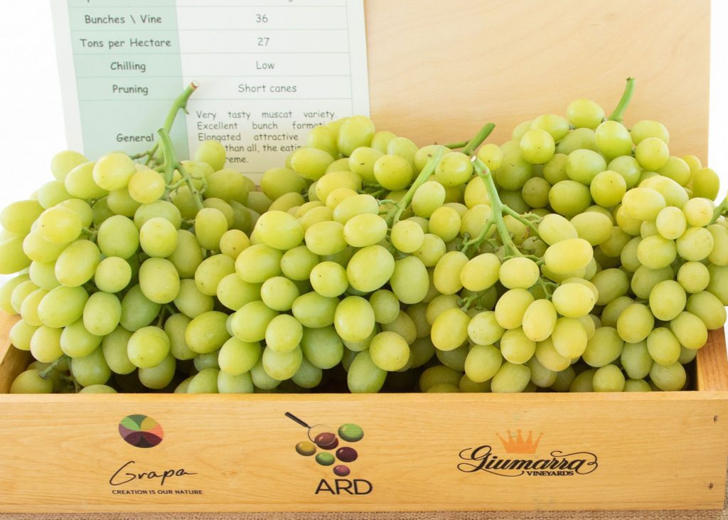 At last, a seedless Muscat grape? Grapa Varieties Ltd.