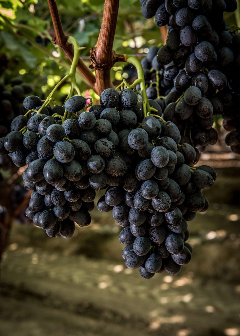 Table Grape Varieties Grapa Varieties Creation is our Nature