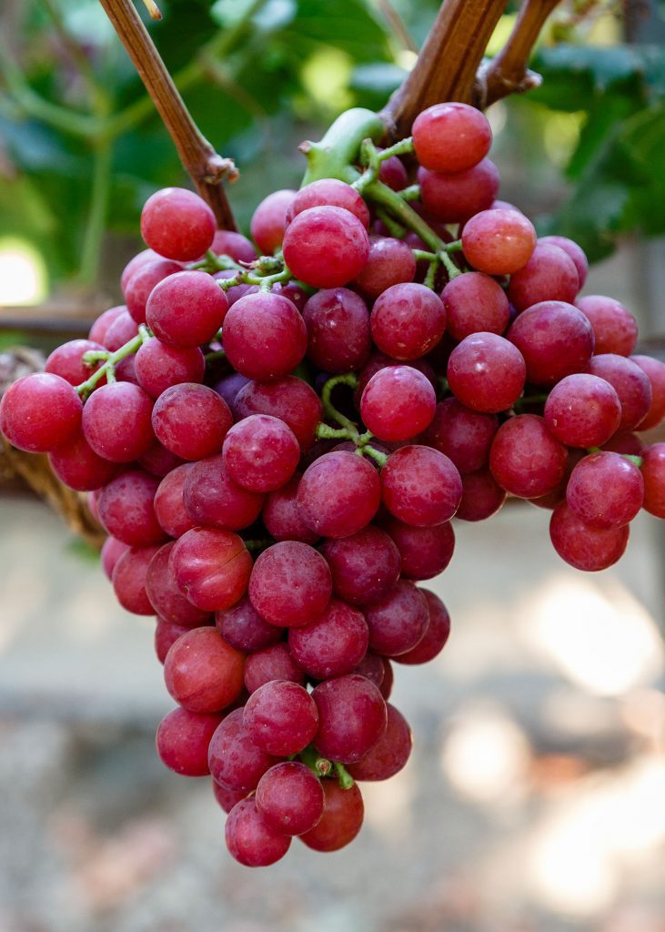 Table Grape Varieties Grapa Varieties Creation is our Nature