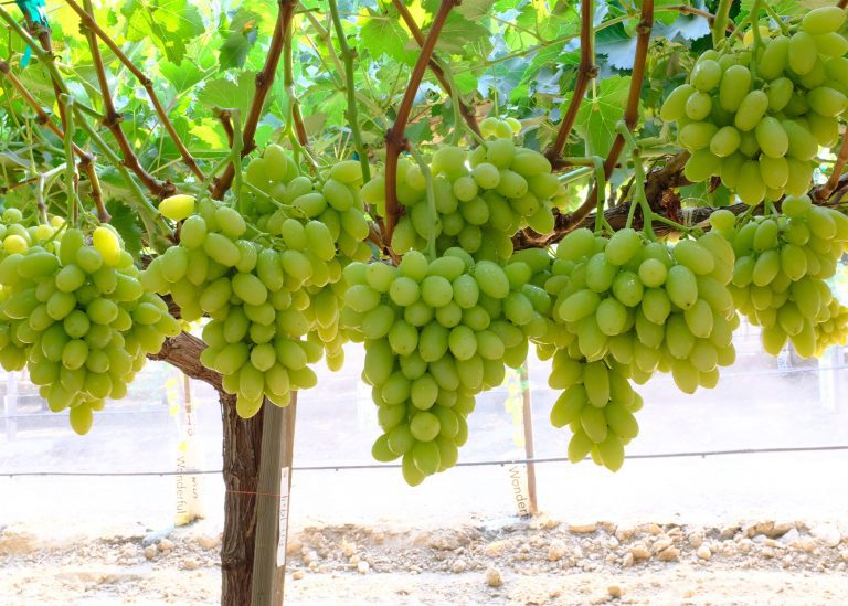 White Grapes Table Grapes Grapa Varieties Ltd.
