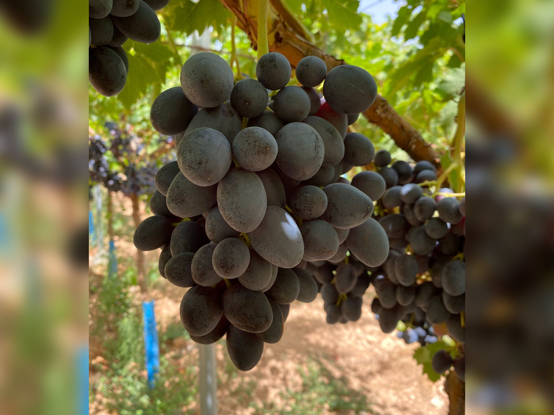 fmt nl381_0008_Raimsa9.jpg copy