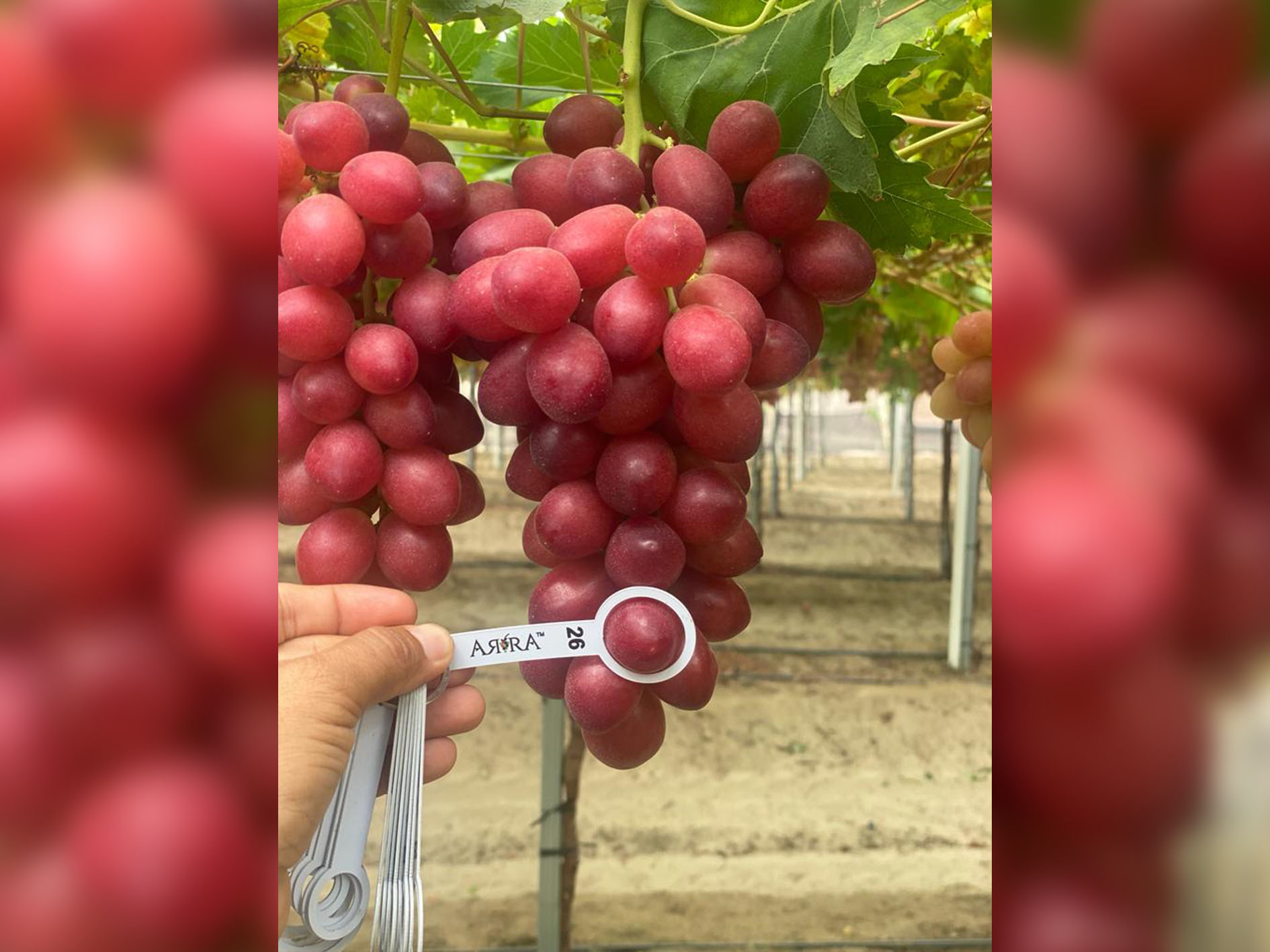 ARRA Fire Crunch at Pura Fruit 10 days before harvest