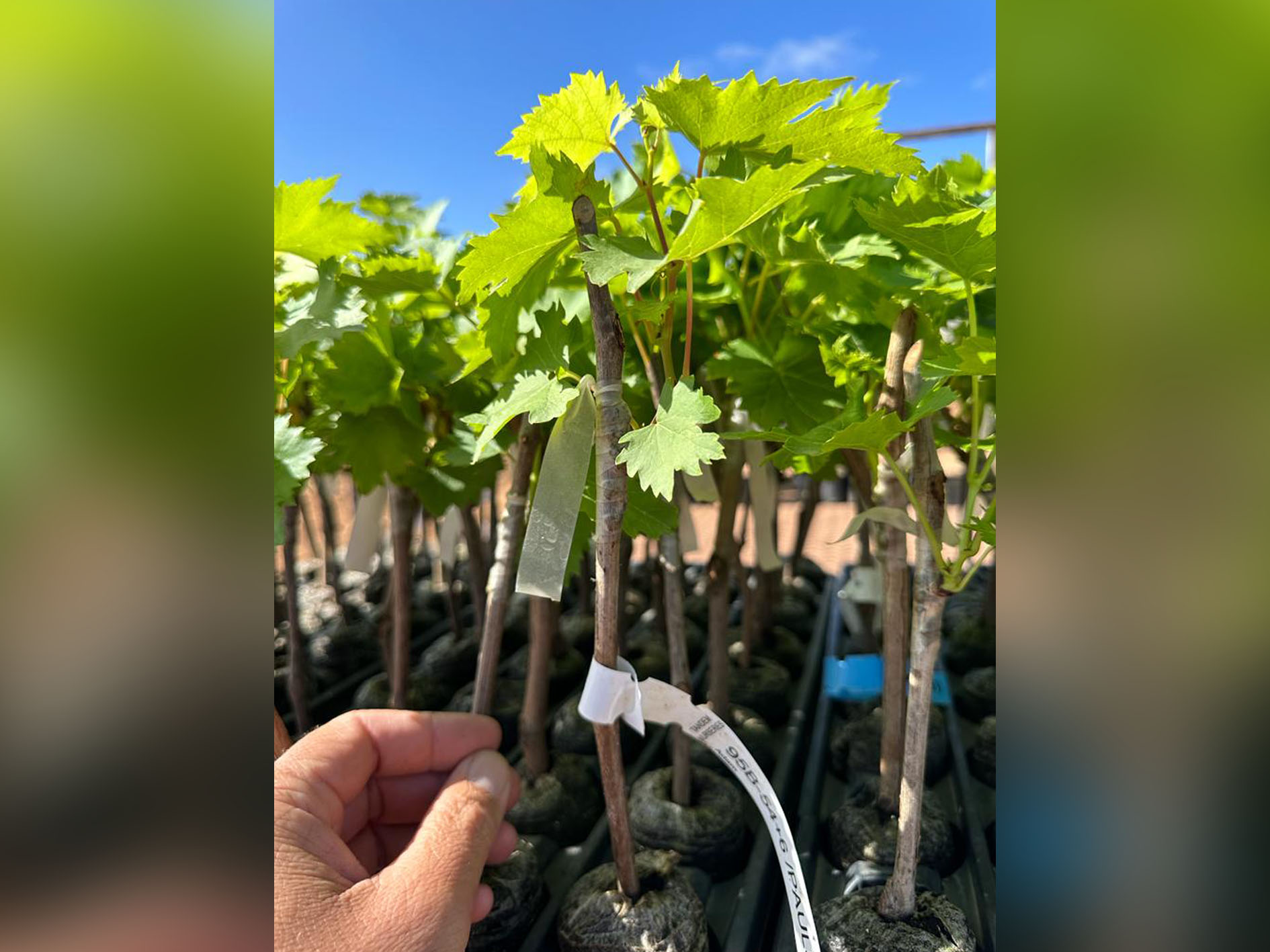 New Generation ARRA varieties ready to be planted at Alpha Fresh