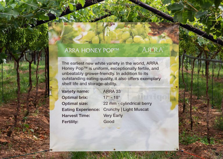 outstanding arra varieties