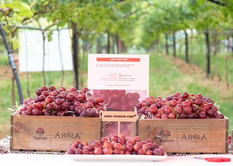 outstanding arra varieties