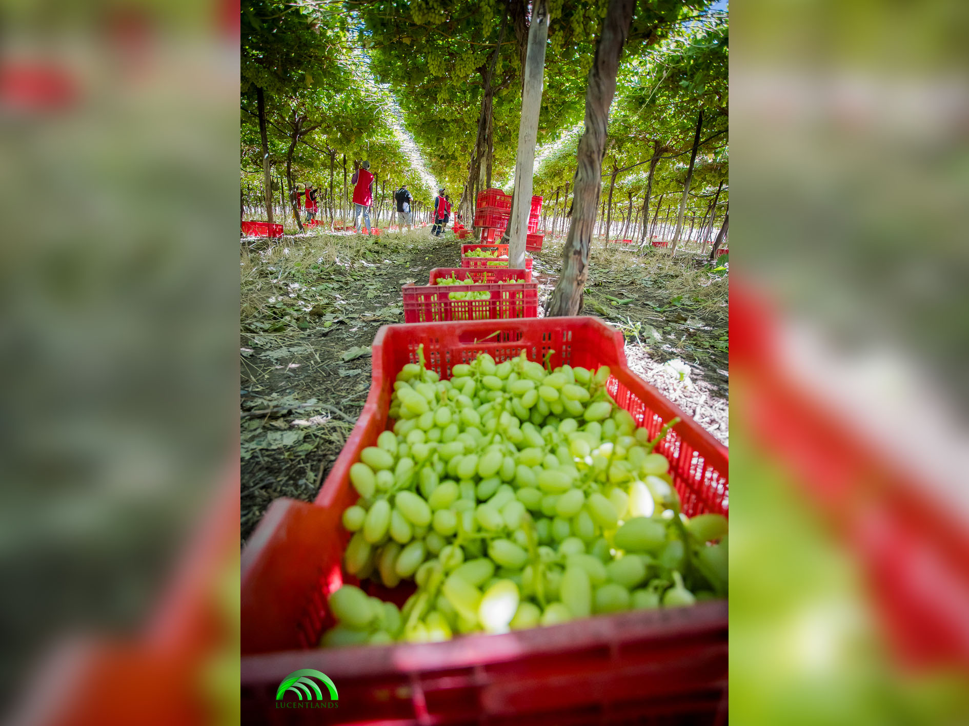 Namibia loves ARRA Varieties