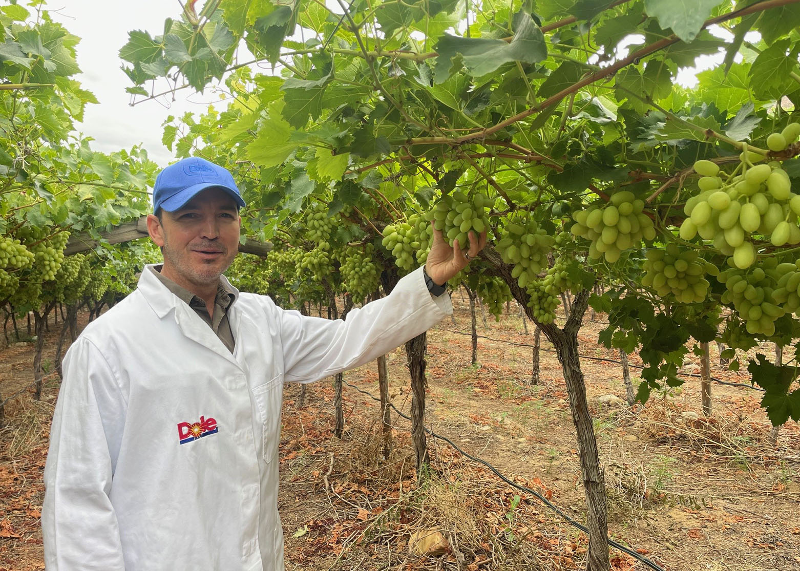 Chris Kalp, Dole Technical Manager, ARRA Sweeties at the Vendutiekraal farm