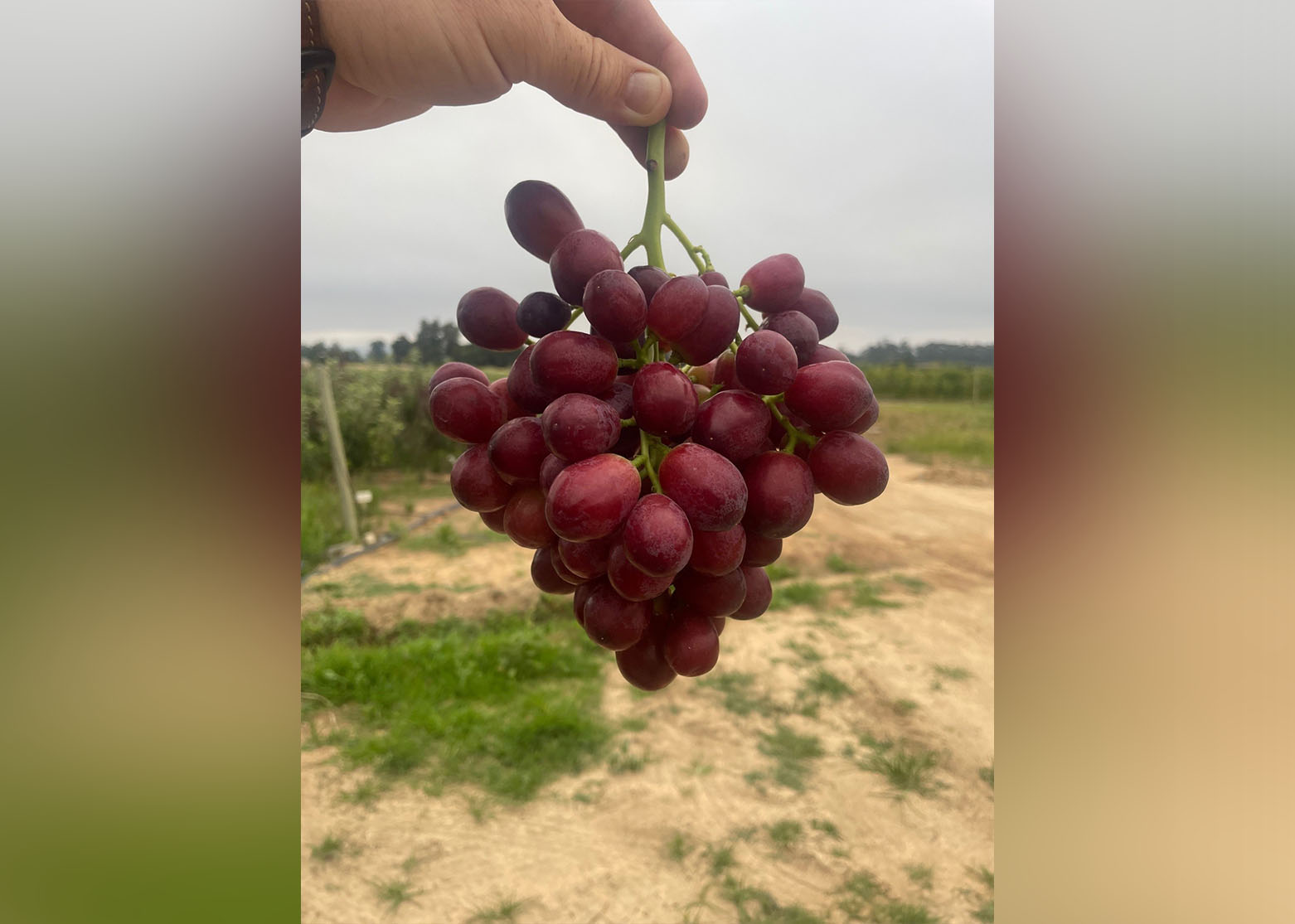 ARRA Fire Crunch TopFruit Test Block