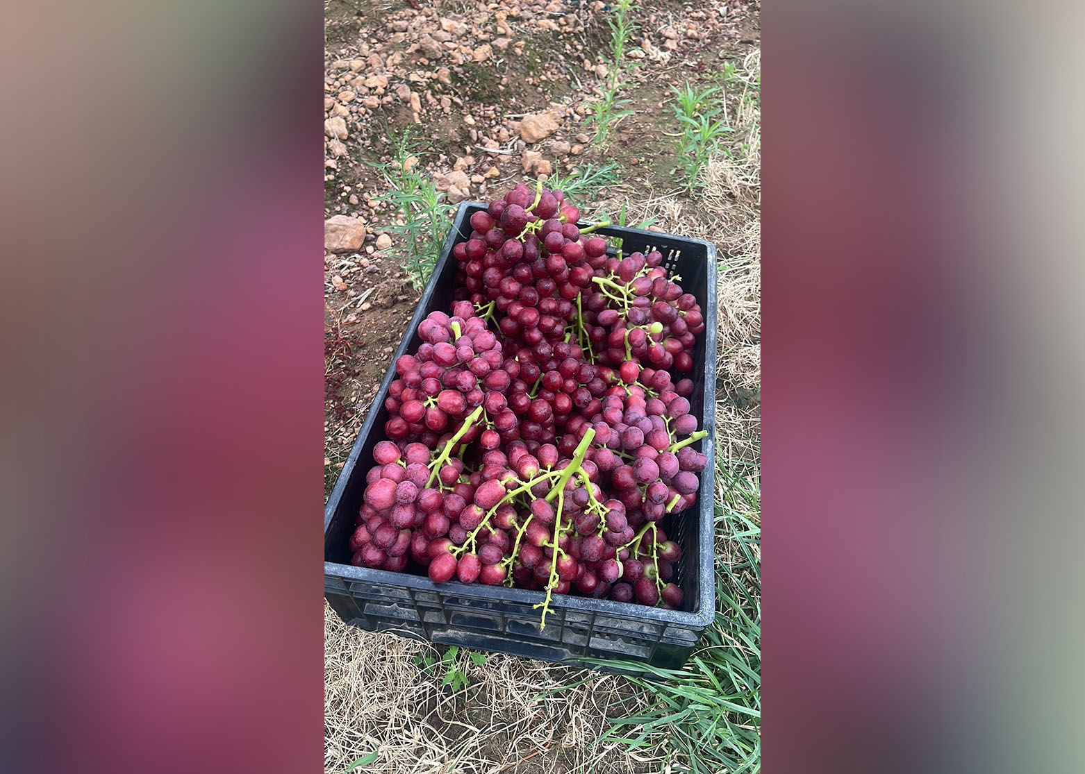 ARRA Fire Crunch TopFruit Test Block
