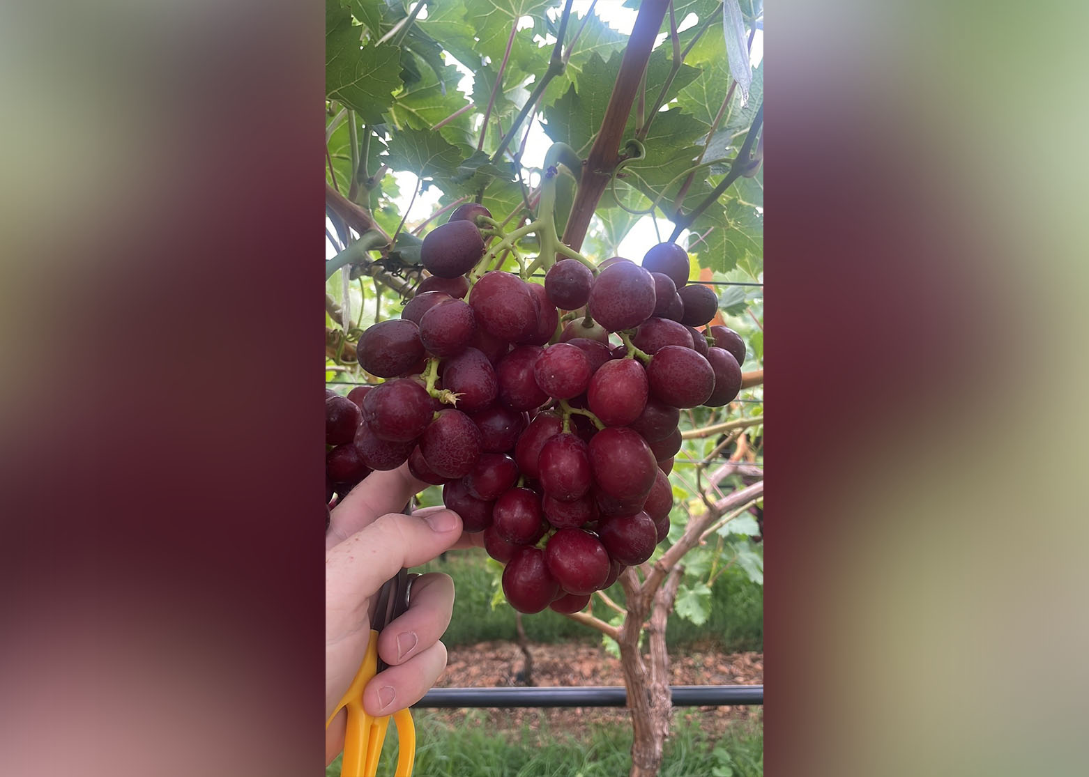 ARRA Fire Crunch TopFruit Test Block