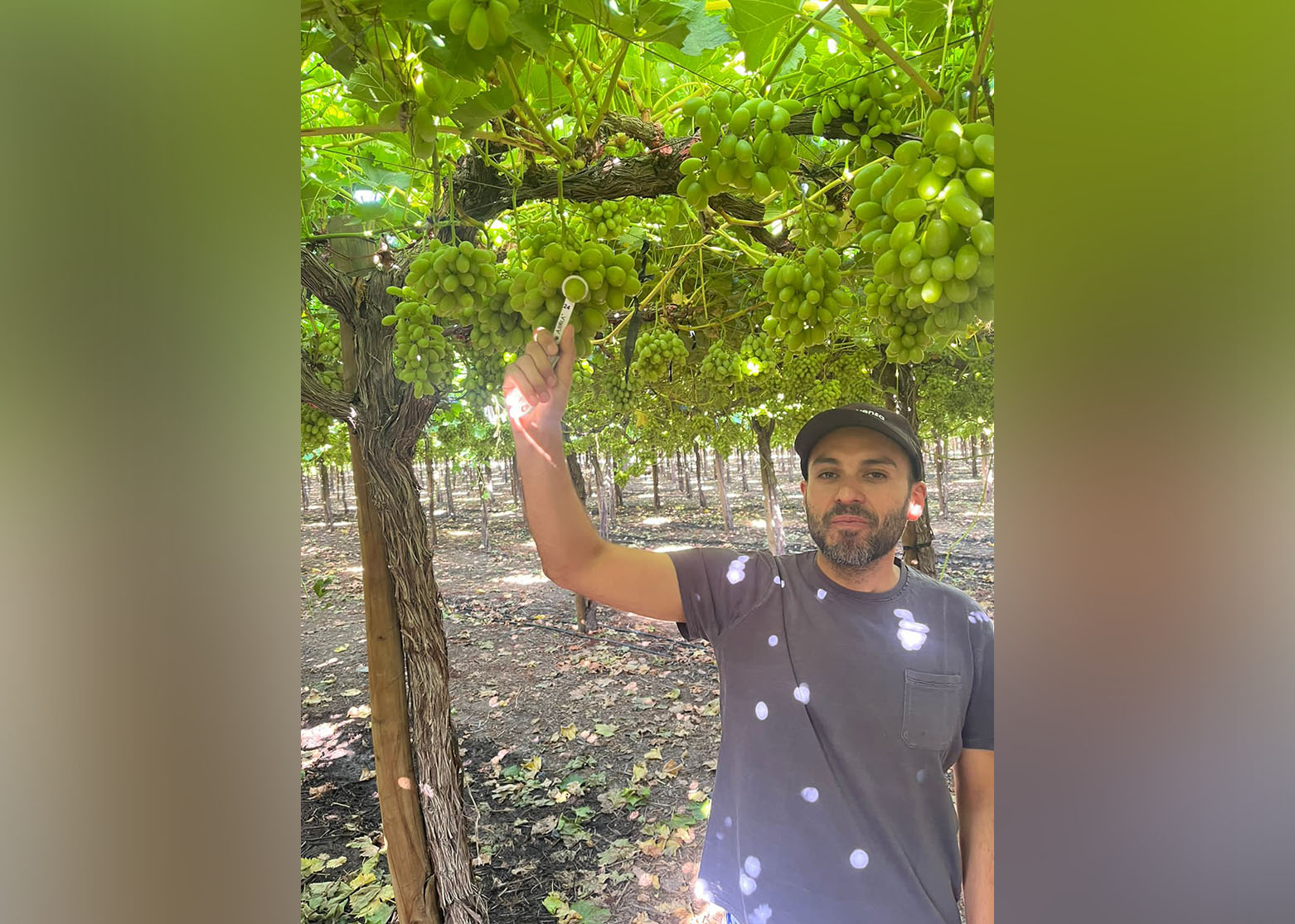Raúl Gómez, Field Manager, Agrofruta Limitada, La Colonia Farm, Aconcagua Valley, Valparaíso