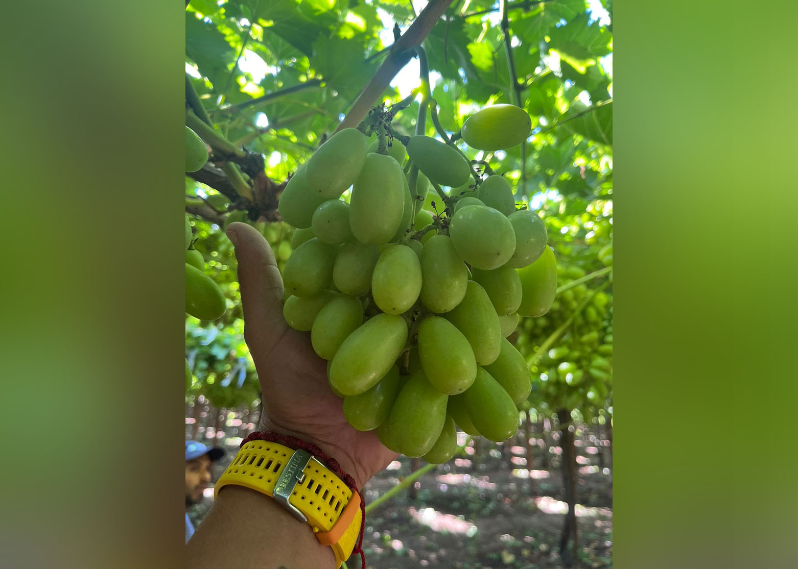 ARRA Sweeties at Agrofruta Limitada