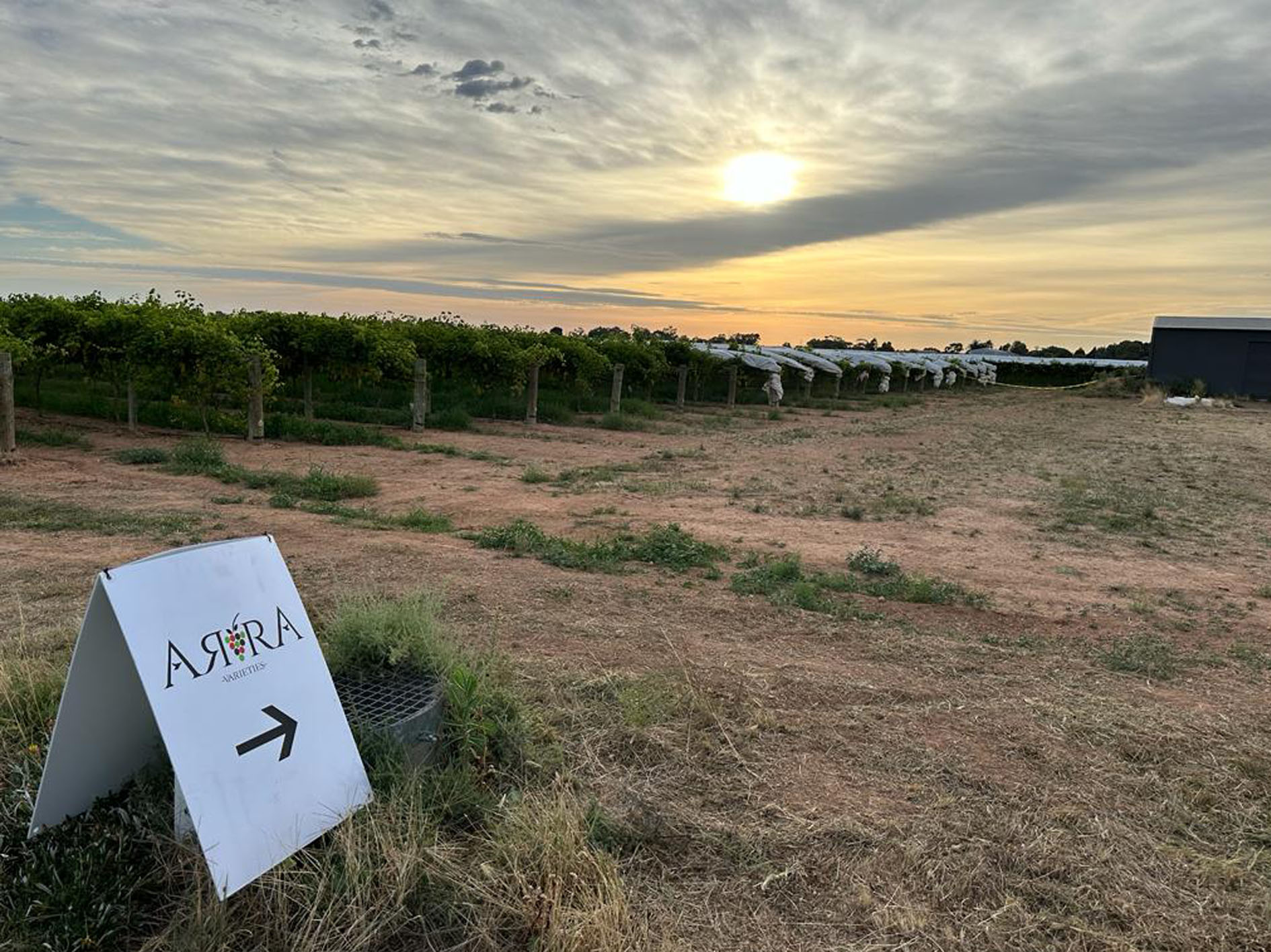 Sun rise in Sunraysia