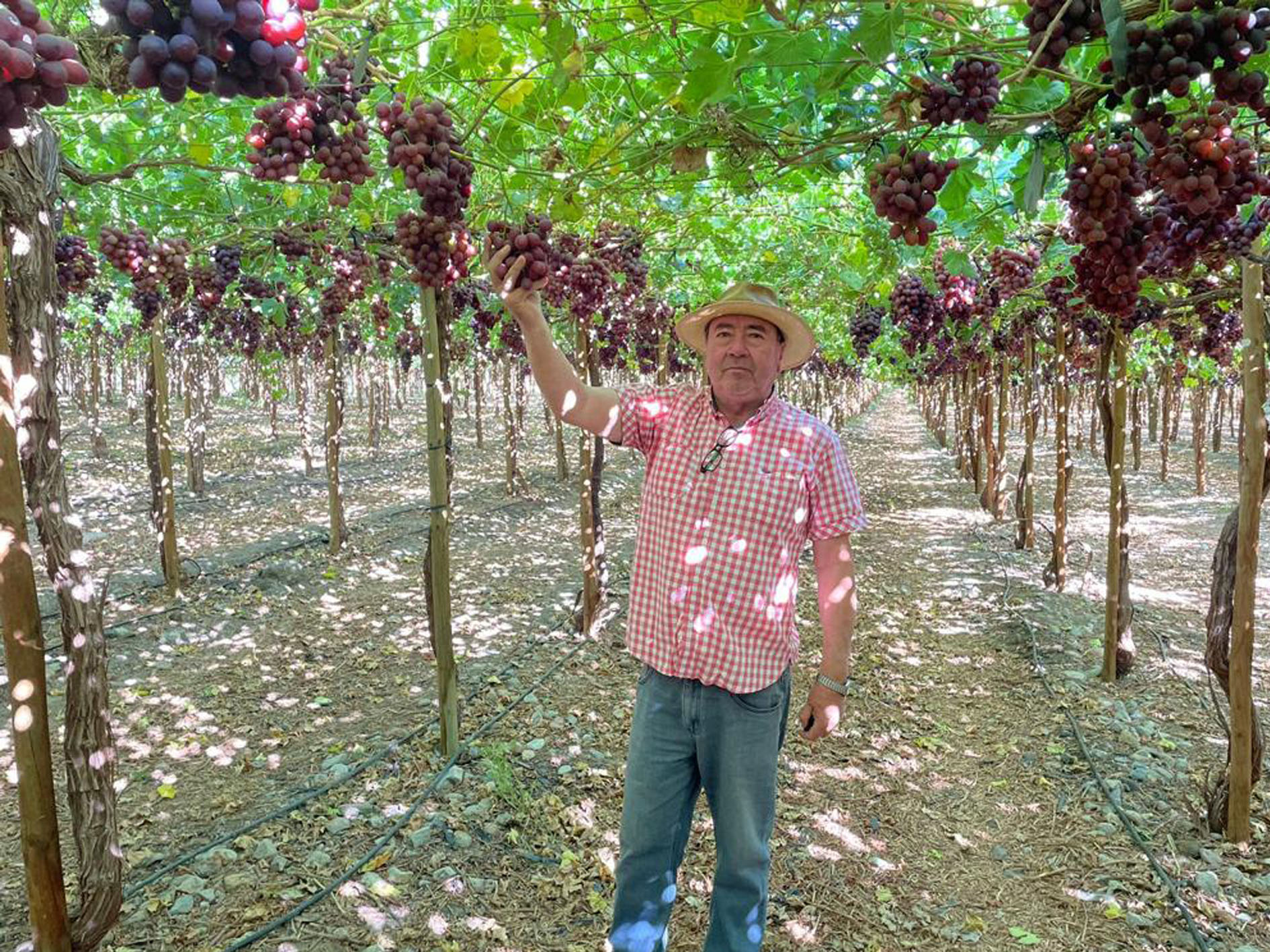 Jaime Toro, Manager, Sociedad Agrícola El Álamo, Elqui  Valley, Region IV
