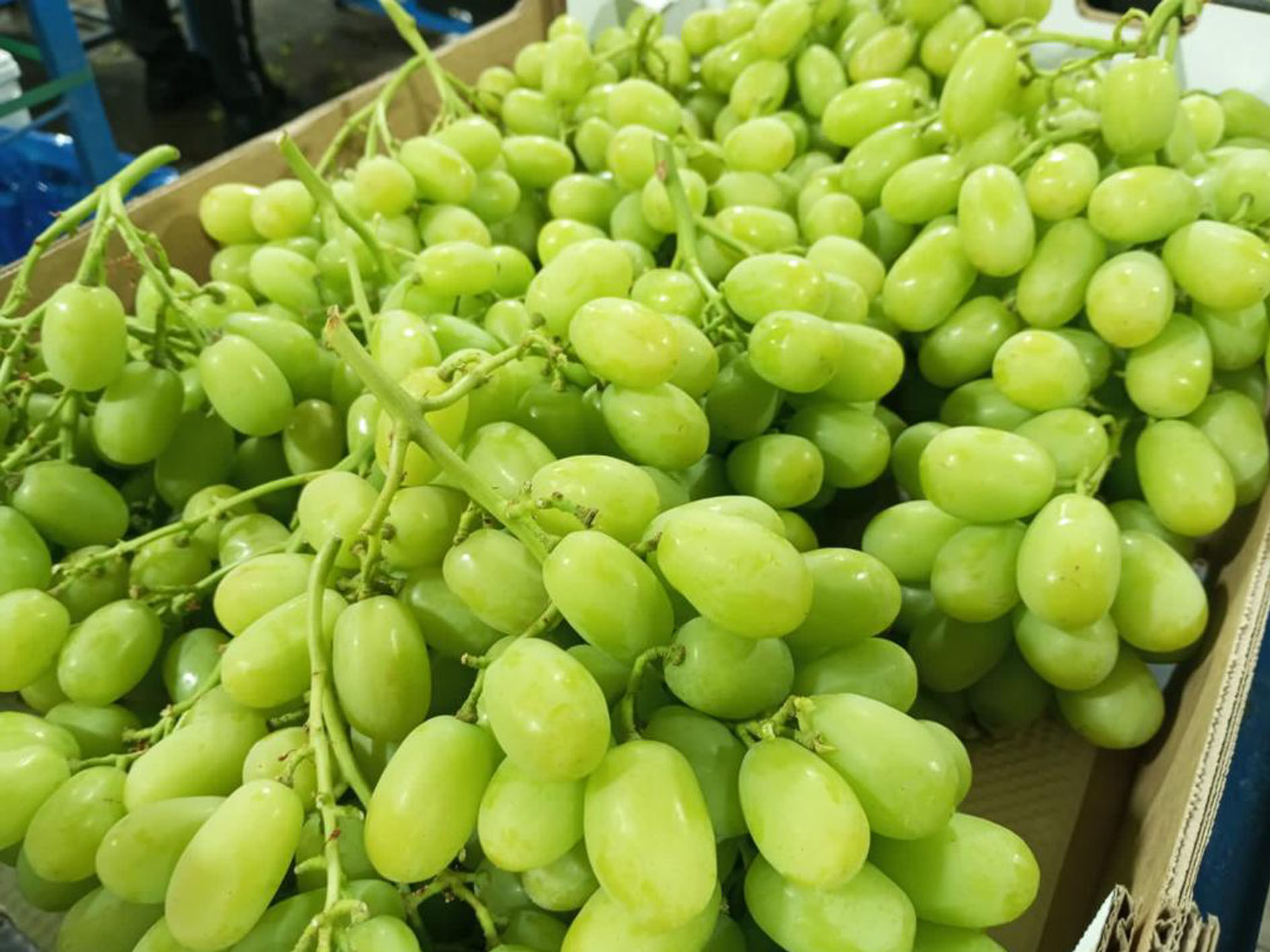 ARRA Sweeties, Agrícola Santa Mónica, La Pampa, Valley of Río Huasco, Region III