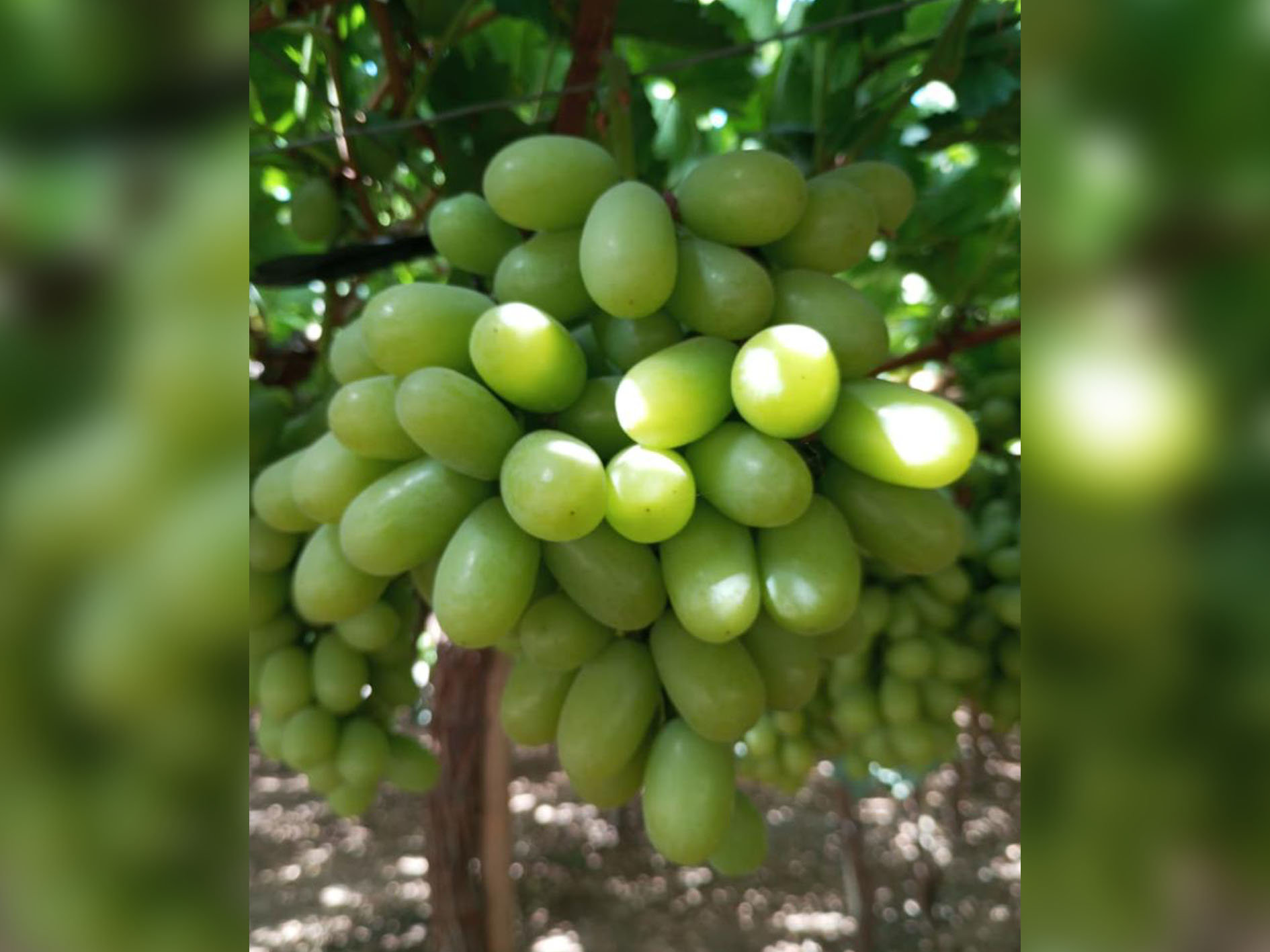 ARRA Sweeties, Agrofruta Alianza, Copiapo, Region III