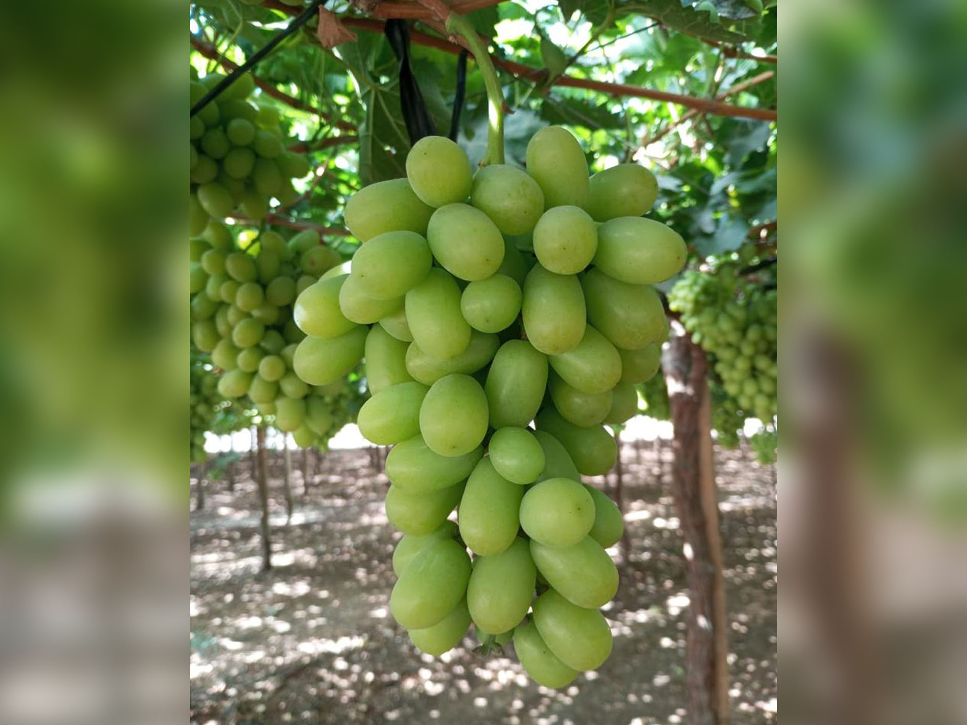 ARRA Sweeties, Agrofruta Alianza, Copiapo, Region III