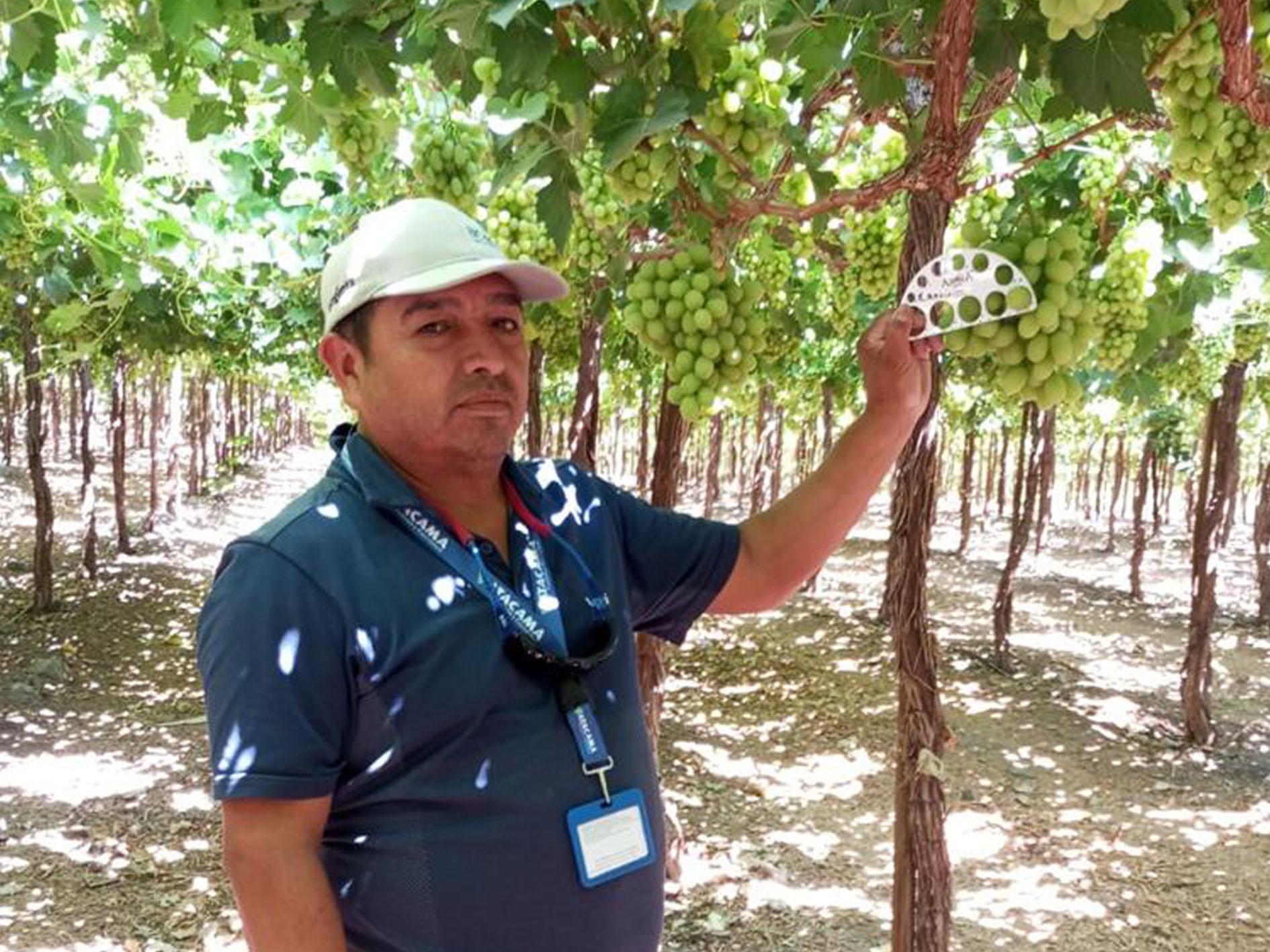 Marcos González, Frutícola y Exportadora Atacama,Viña del Cerro, Copiapo, Region III