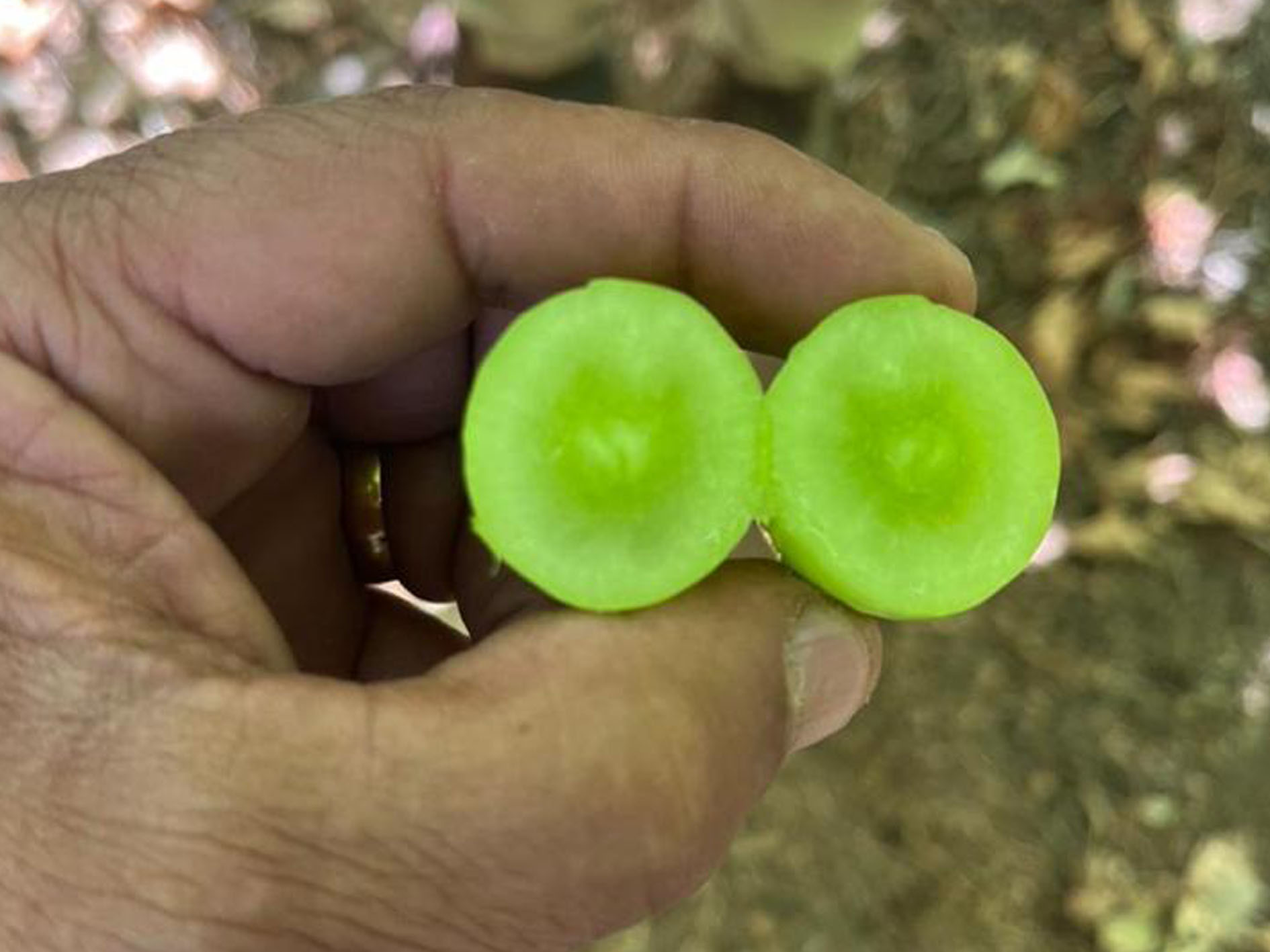 ARRA Sweeties, Agrícola las Totoras, Ovalle Valley, Region IV