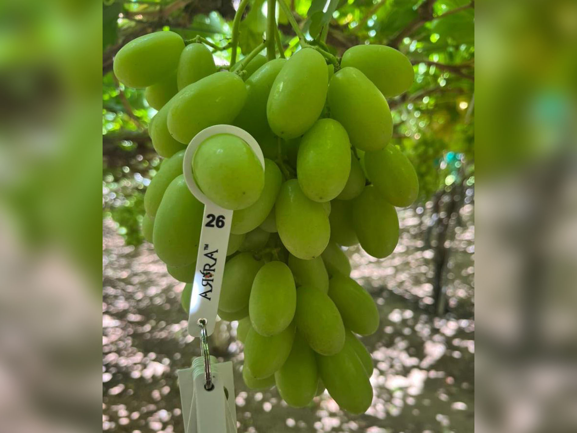 ARRA Sweeties, Agrícola las Totoras, Ovalle Valley, Region IV