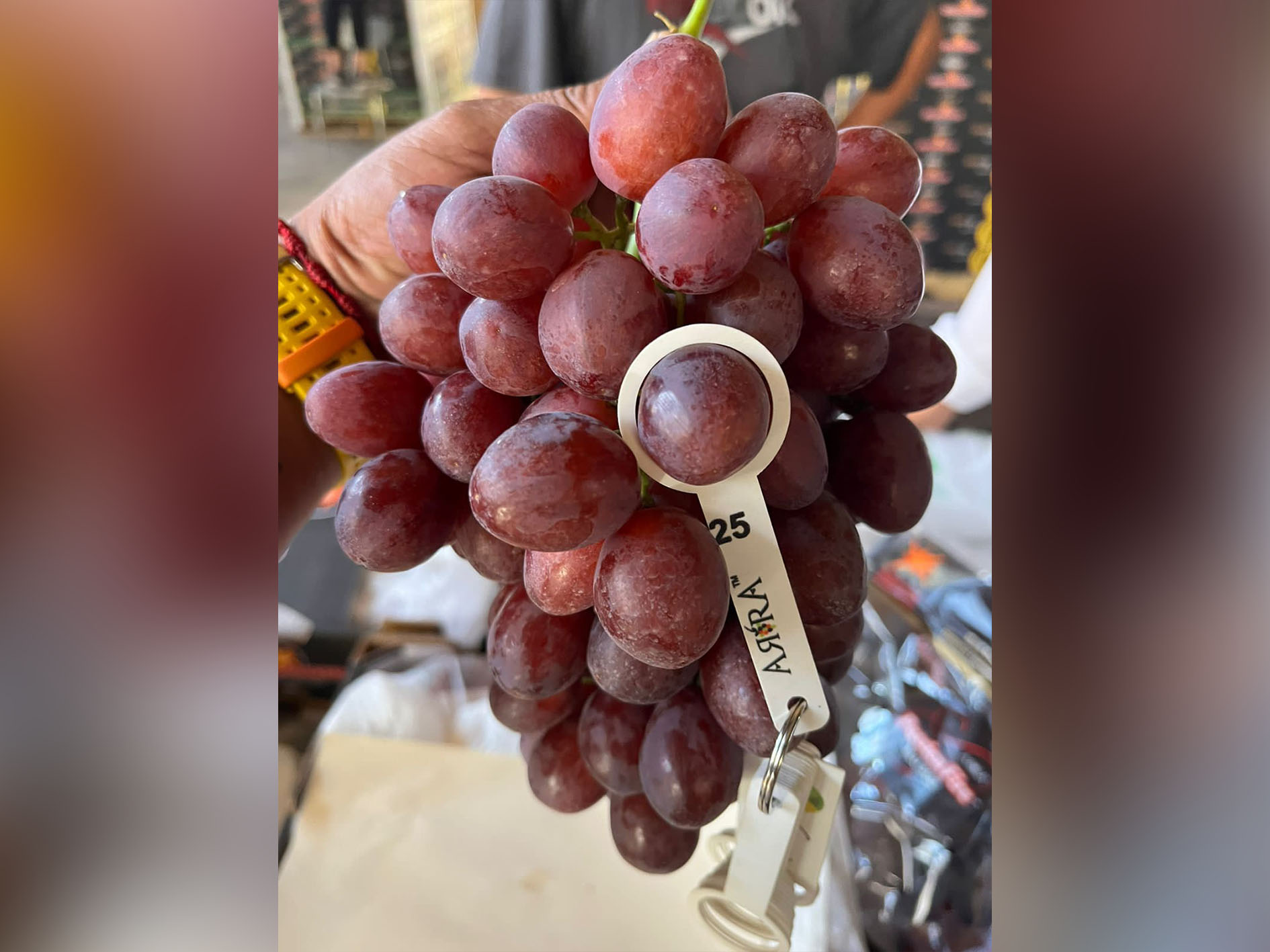 ARRA Passion Fire, El Tellino Farms