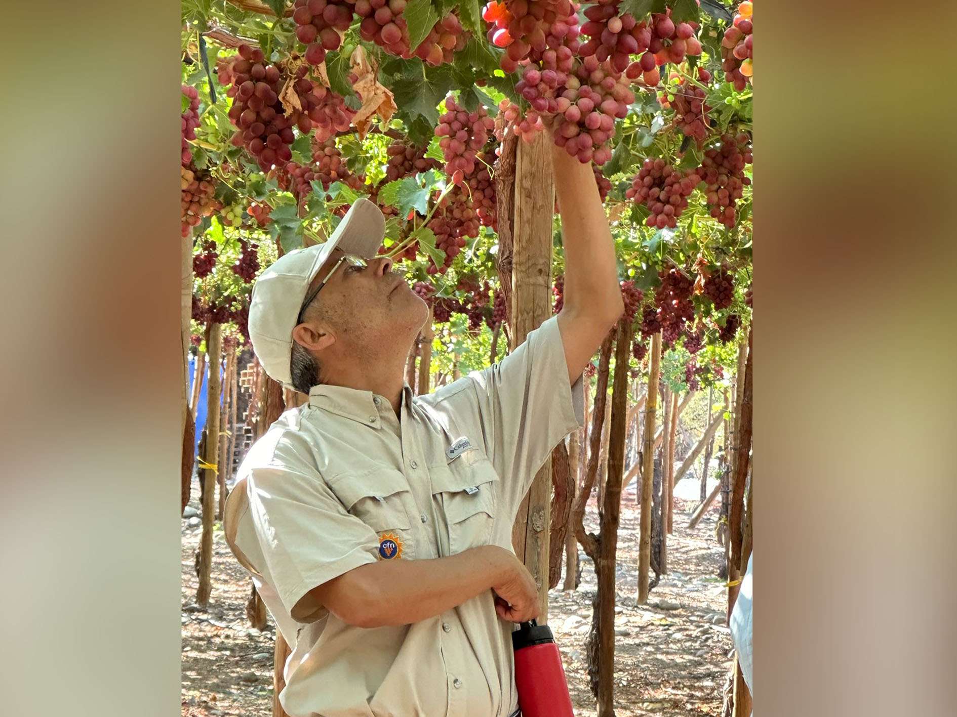 Sixto Reed: Export Advisor, Compañia Frutera del Norte