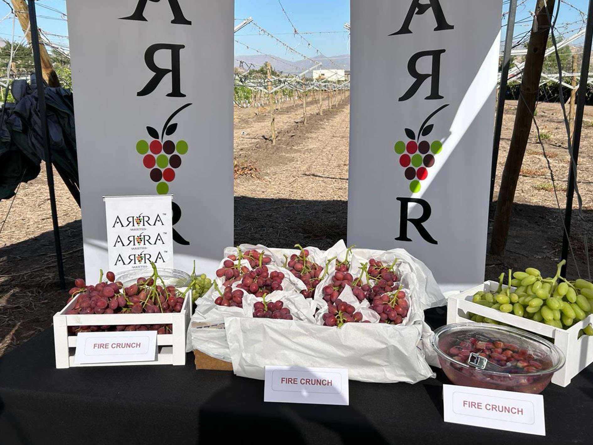 ARRA Fire Crunch on display at Instituto Agrícola Pascual Baburizza, Calle Larga, Aconcagua Valley