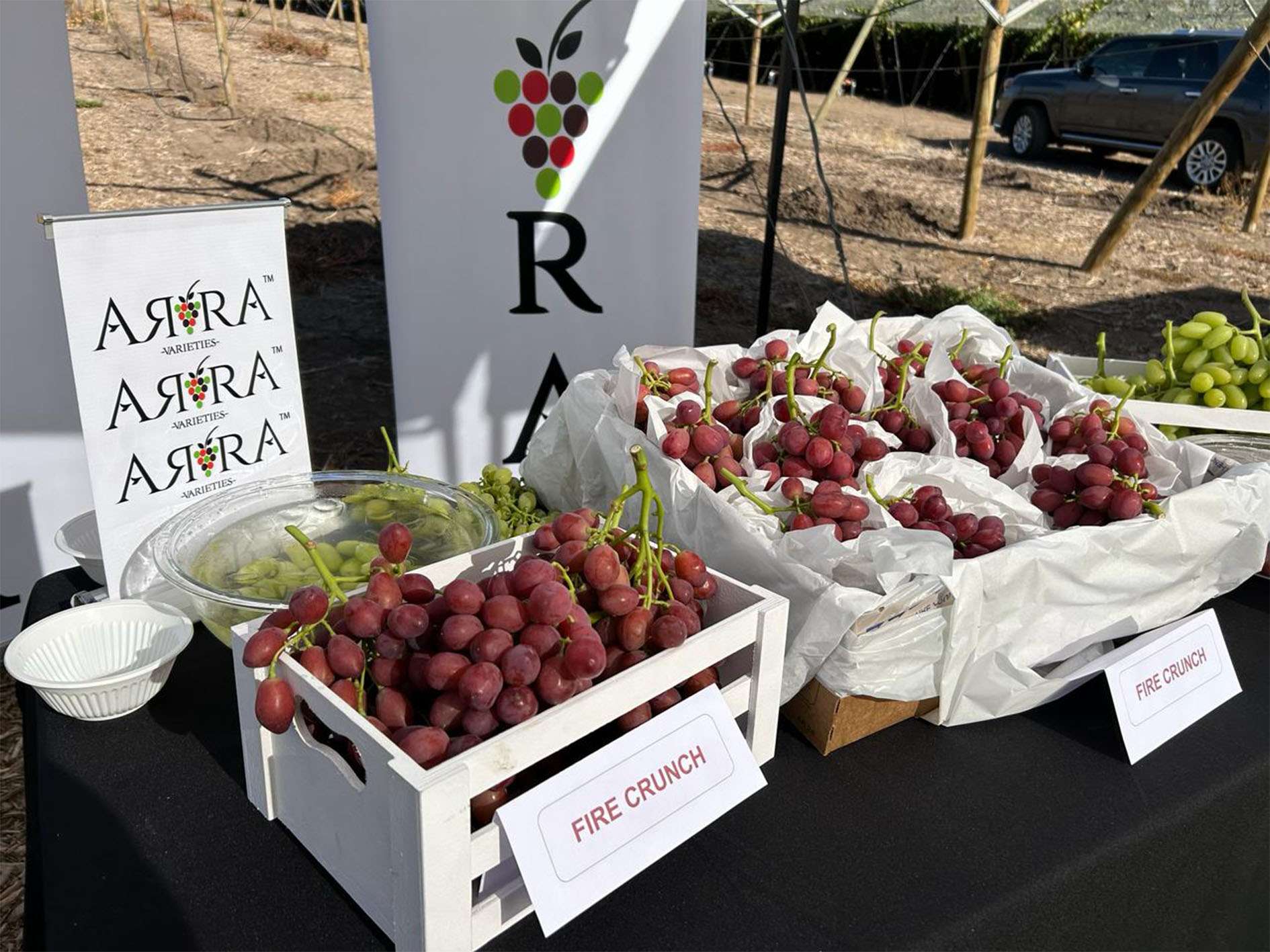 ARRA Fire Crunch on display at Instituto Agrícola Pascual Baburizza, Calle Larga, Aconcagua Valley