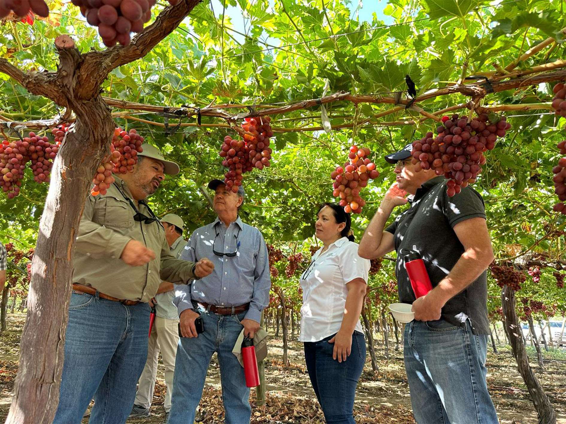 In Calle Larga, ARRA Fire Crunch continues impressing producers