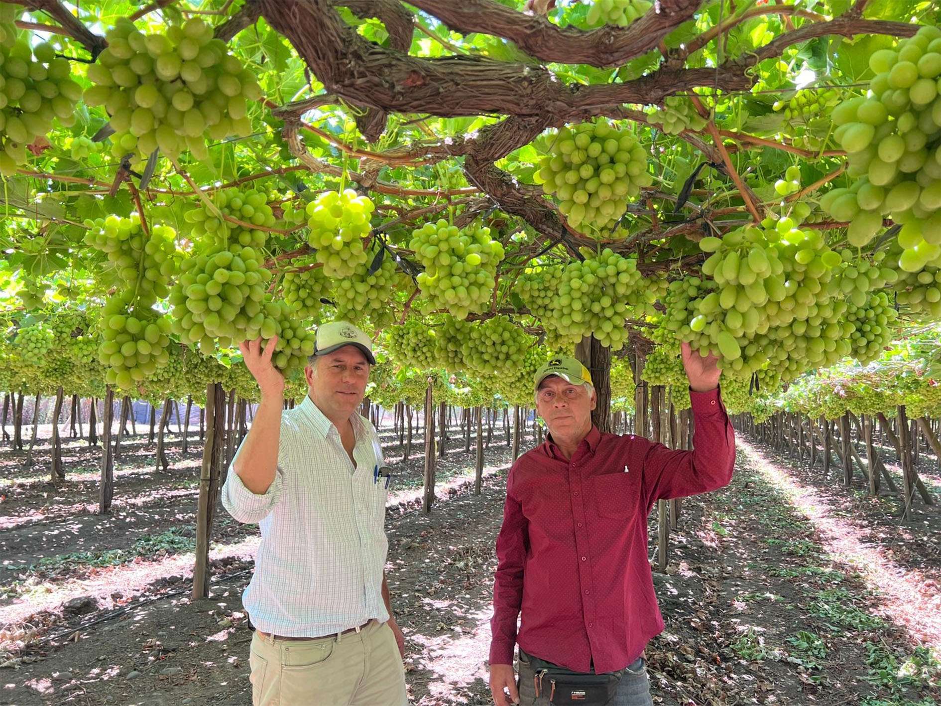 ARRA Sweeties in the rows of Fundo Los Maitenes, San Vicente de Tagua, Sergio Correa, Owner (left) and Carlos Quiñonez, Field Manager (right)