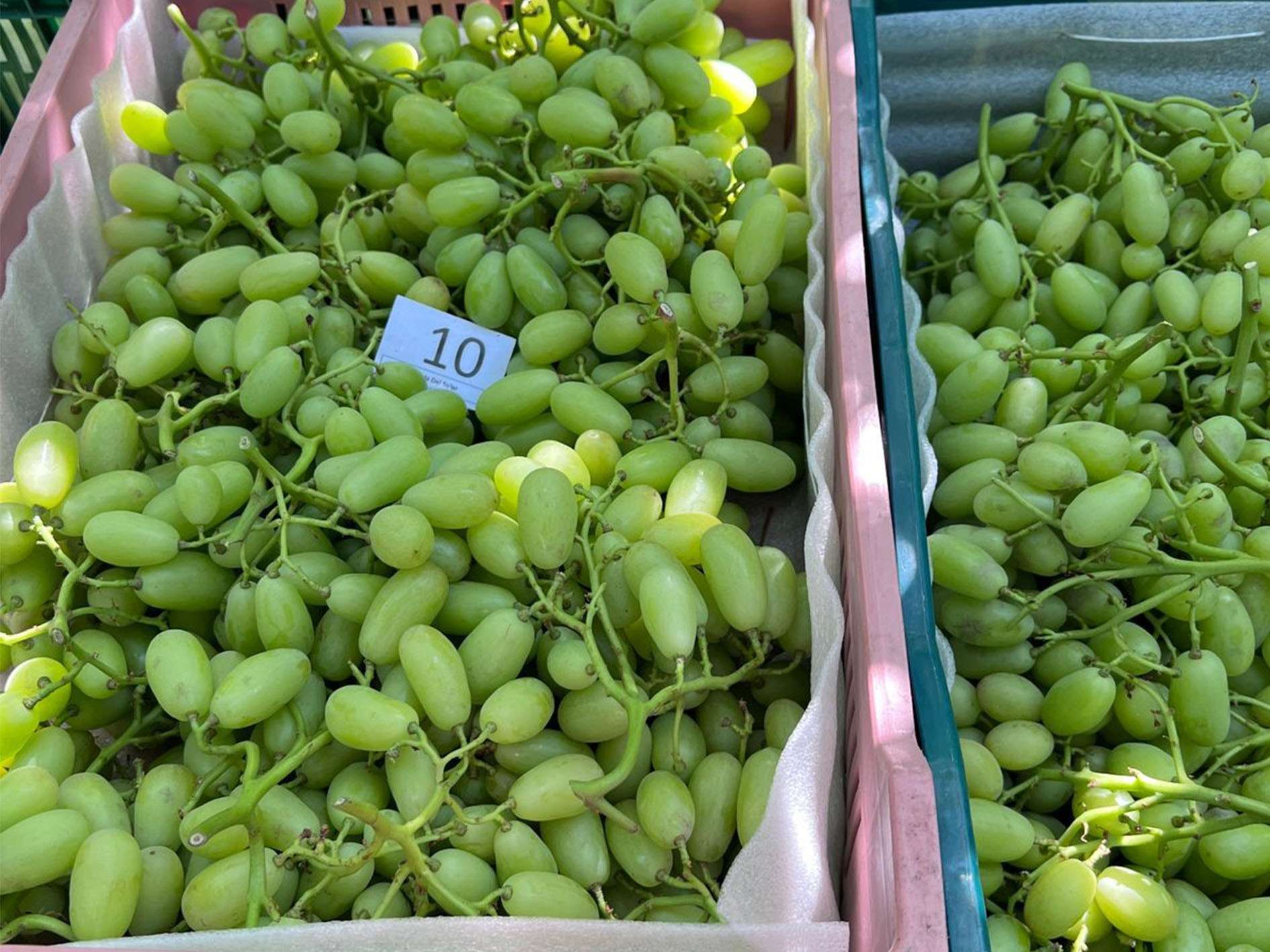 ARRA Sweeties, Agricola Del Solar, Fundo Bellavista