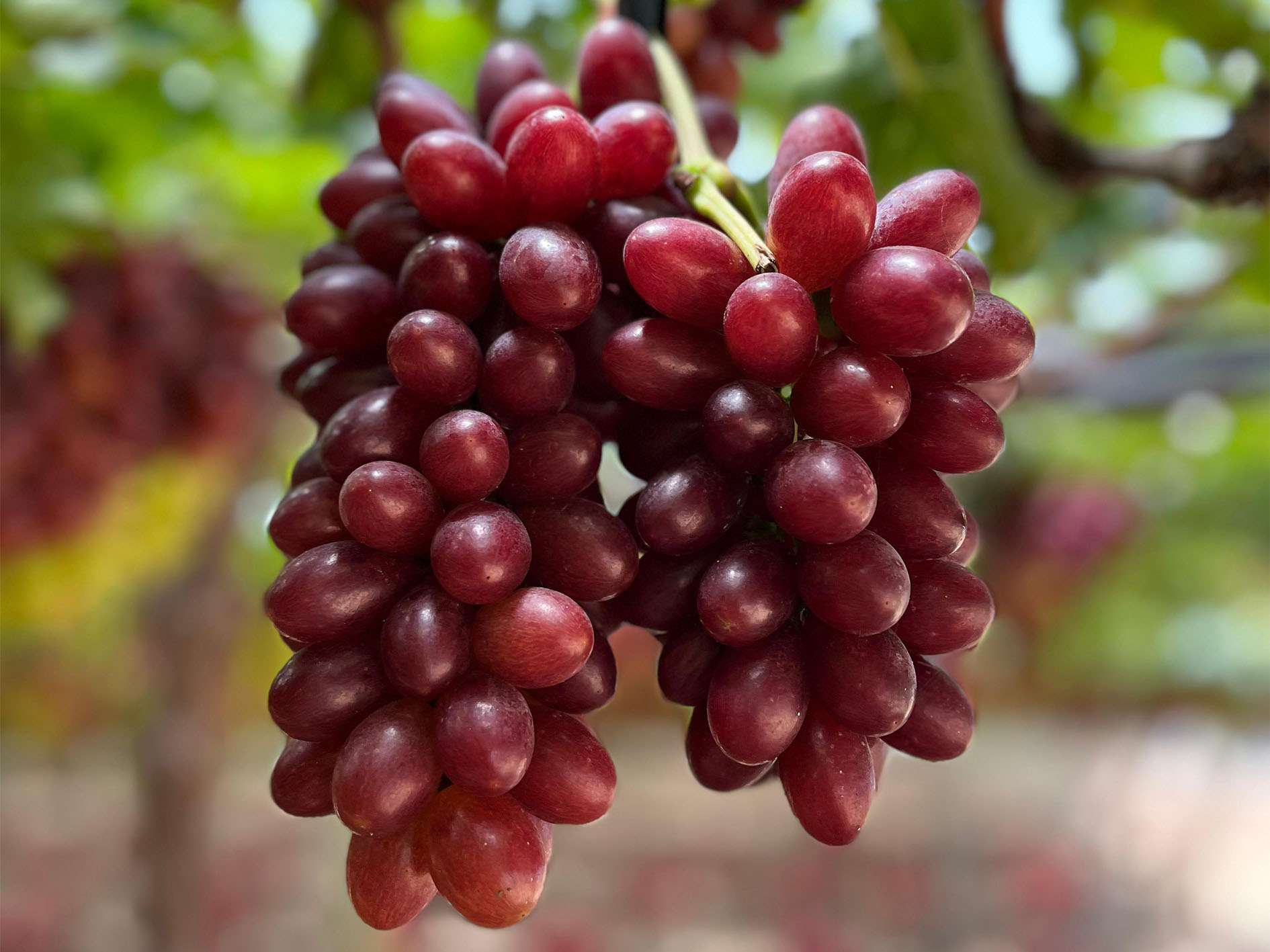 Gorgeous Brazilian ARRA Cherry Crush