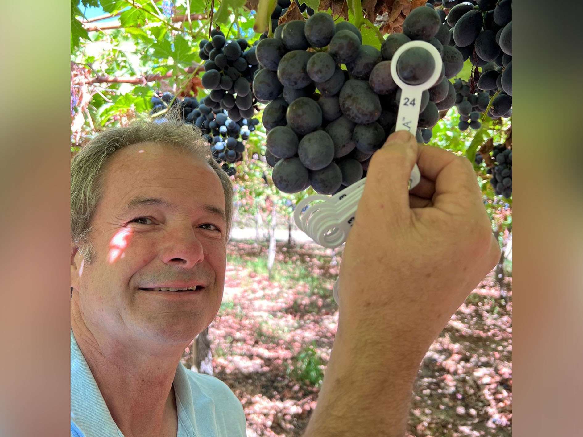 Andres Vicencio Technical Manager of Agricola La Bolsa and Agricola Calvario, showing their ARRA Mystic Dream at Fundo Los Quillayes, Region VI