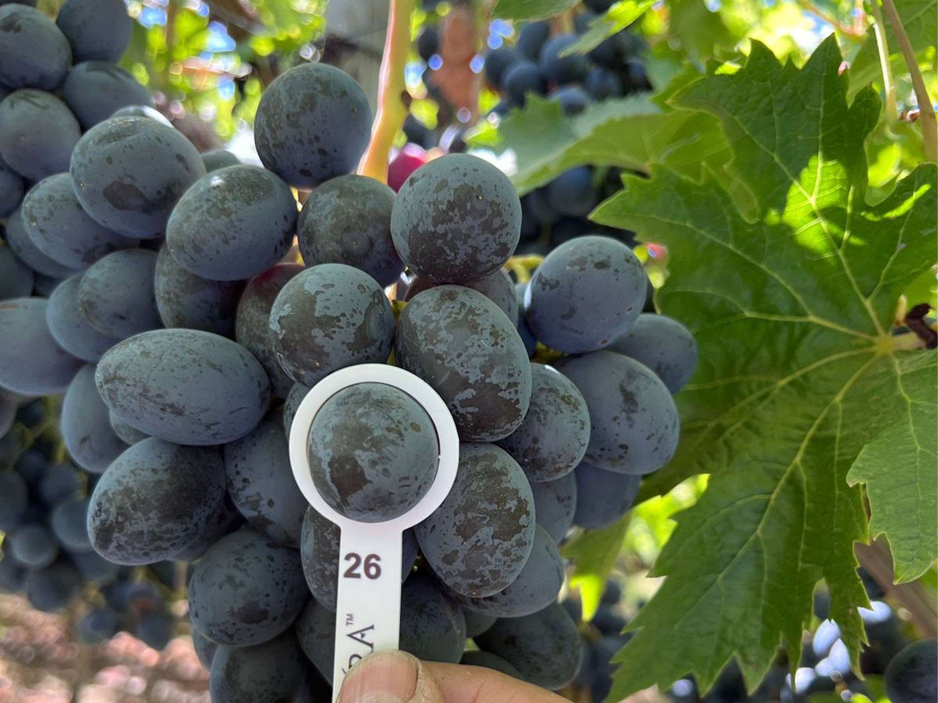 ARRA Mystic Dream bunch at Agricola La Bolsa at Fundo Los Quillayes, Region VI