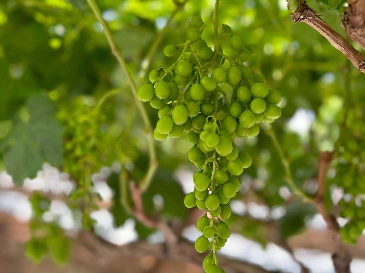 Early Sweet at Videxport a month before harvest