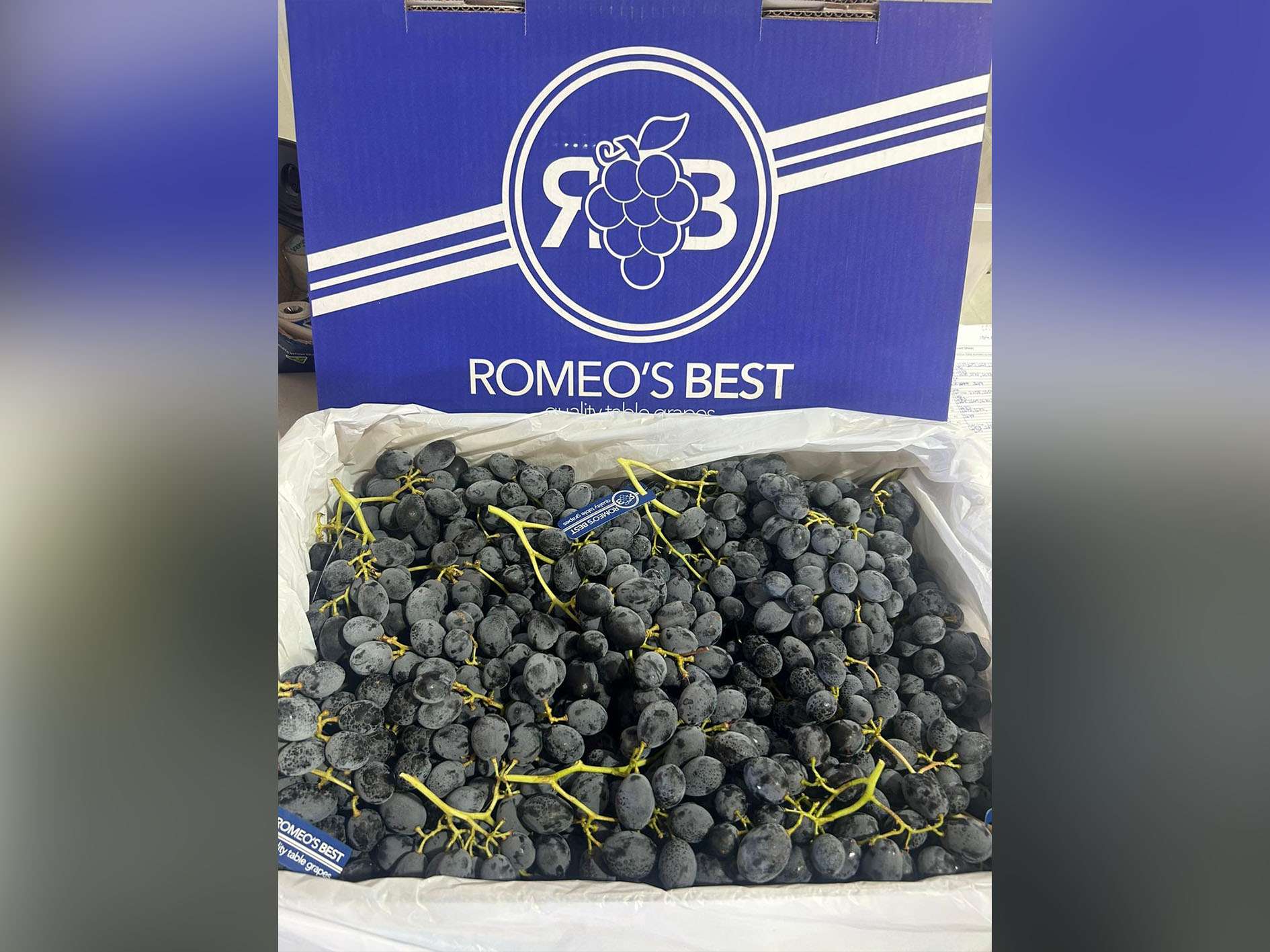 Romeo's Best, ARRA Mystic Dream