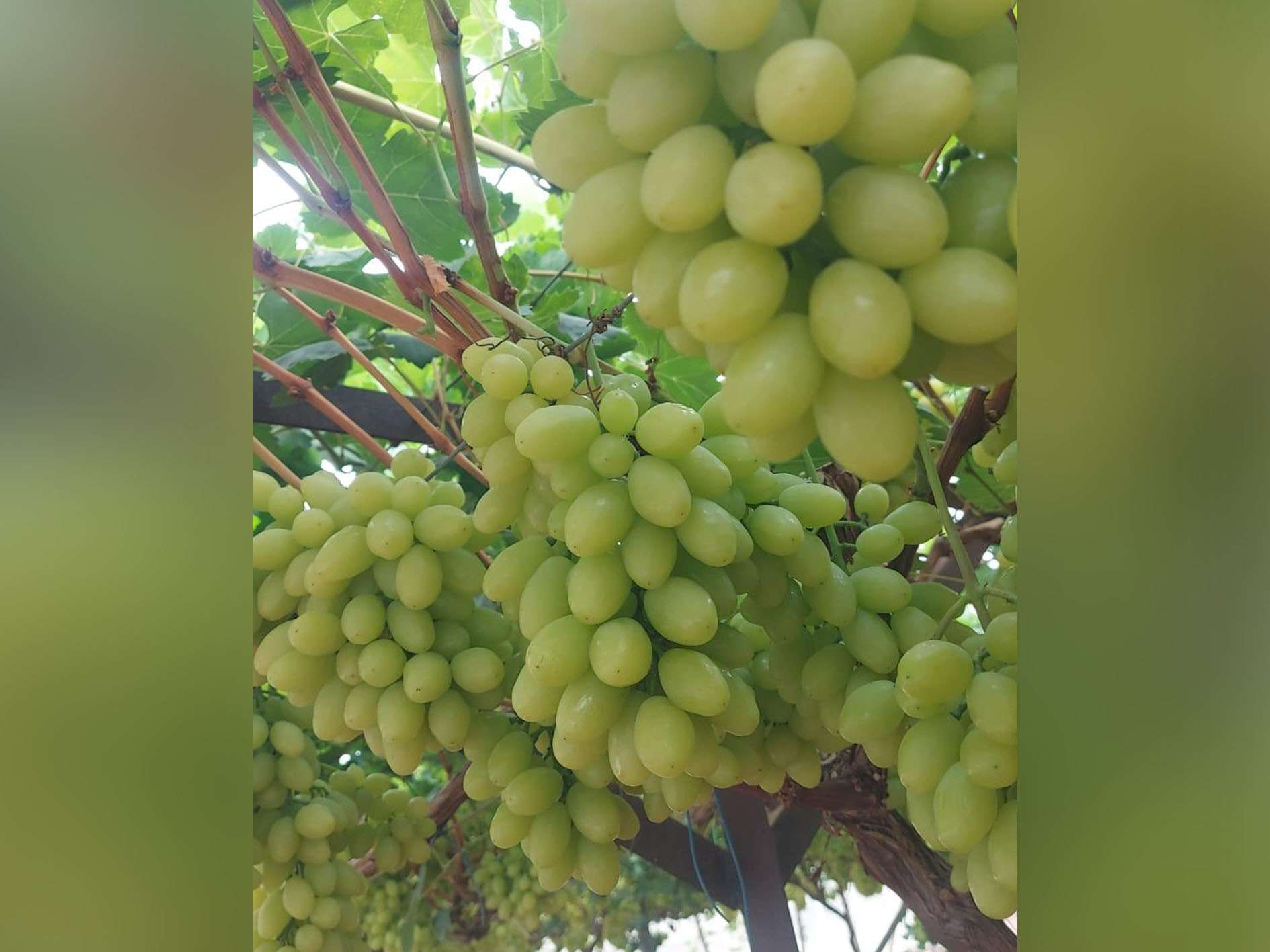 ARRA Honey Pop at Salmor Grapes