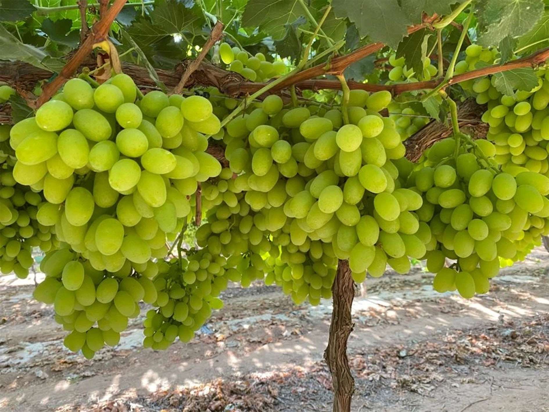 ARRA Sugar Drop, Videxport, close to harvest 2023