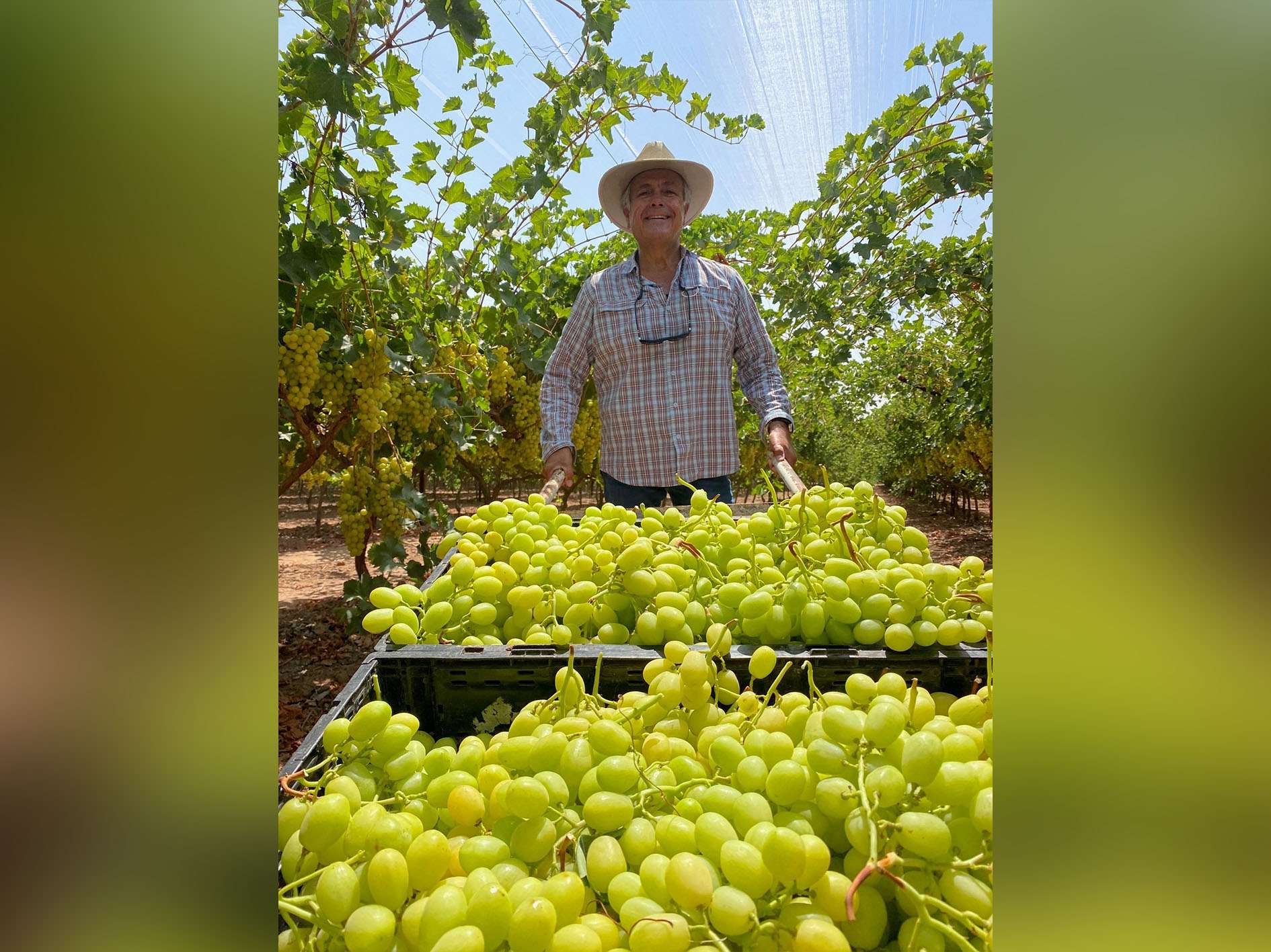 ARRA Honey Pop, harvest in 2023