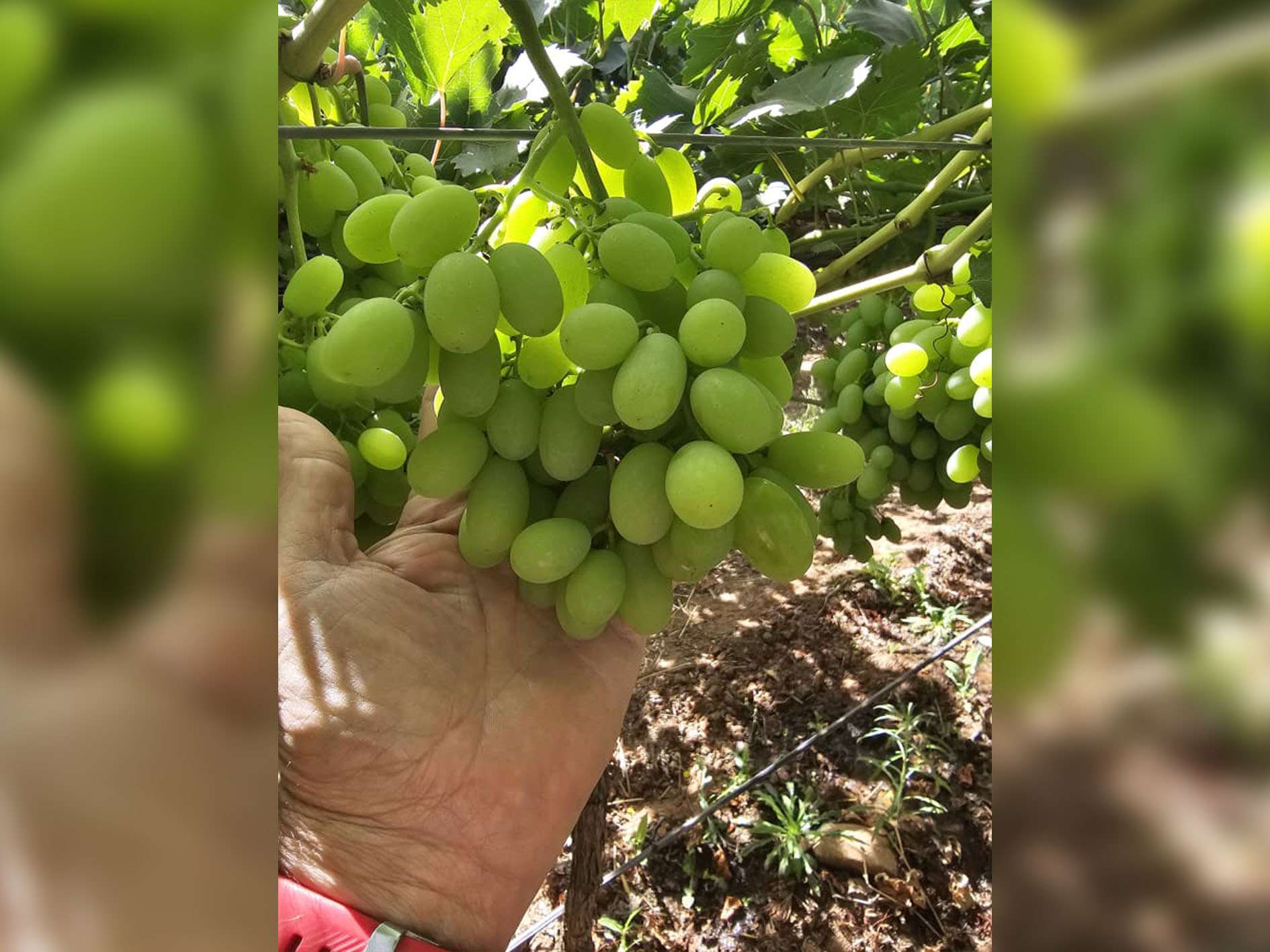 ARRA Sugar Drop - Elite Harvest Maroc SARL