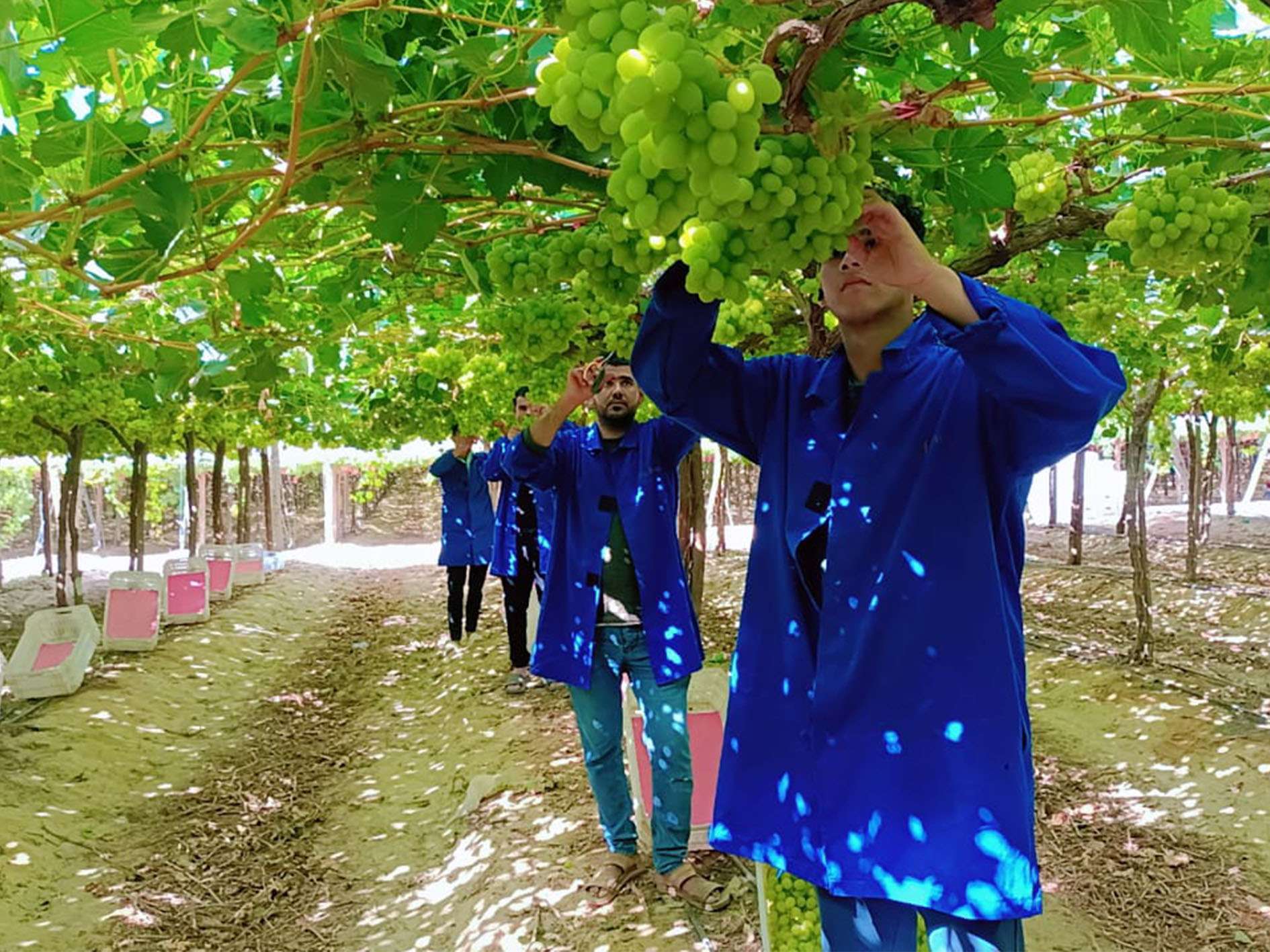 Early Sweet Harvest at EgyFarm