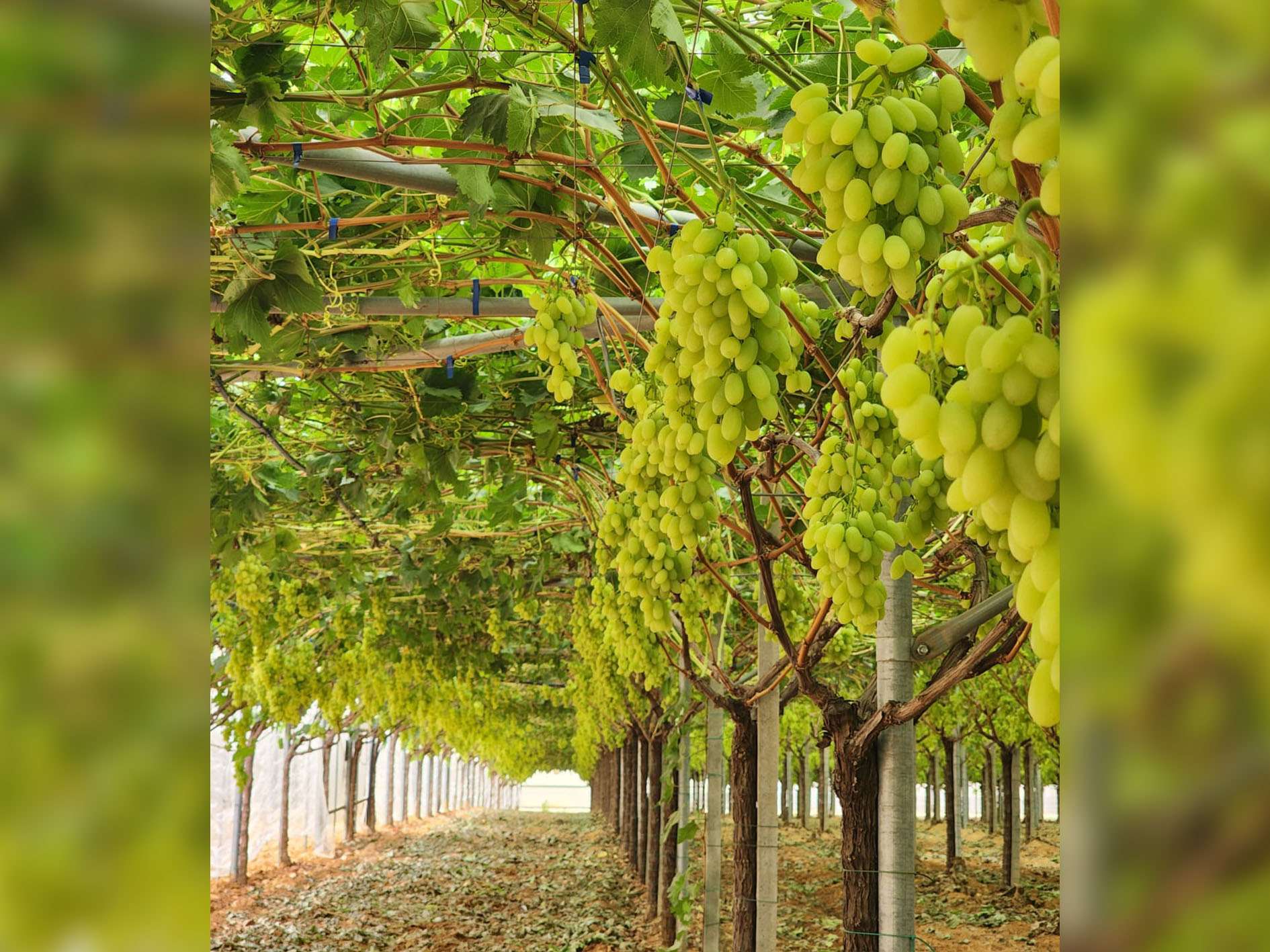 Grape Exhibition 2024 - local growers visiting ARRA Sugar Drop