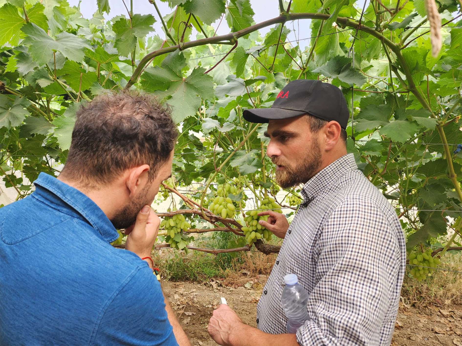Grape Exhibition 2024 - local growers visiting ARRA Sugar Drop