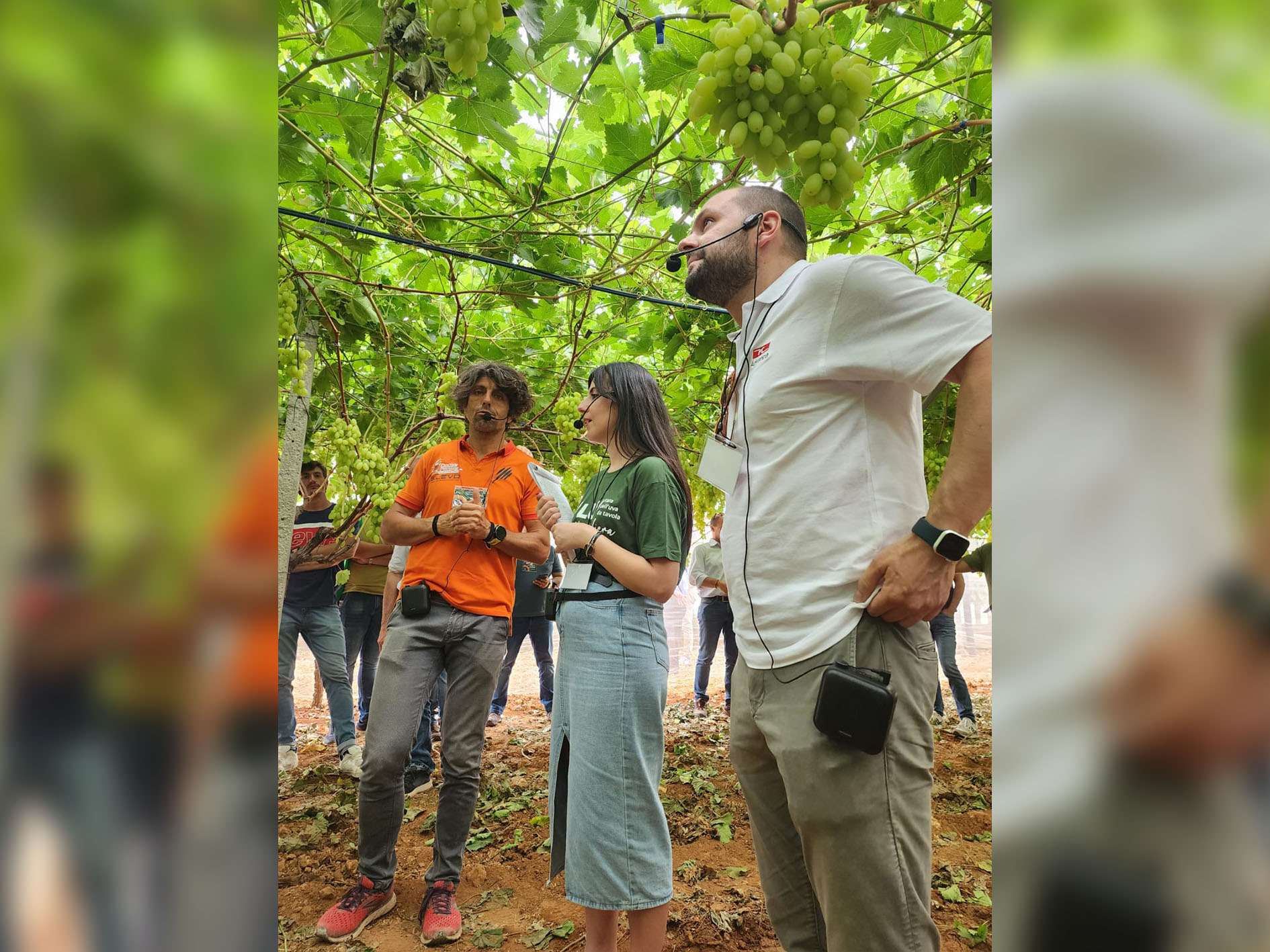 Grape Exhibition 2024 - local growers visiting ARRA Sugar Drop