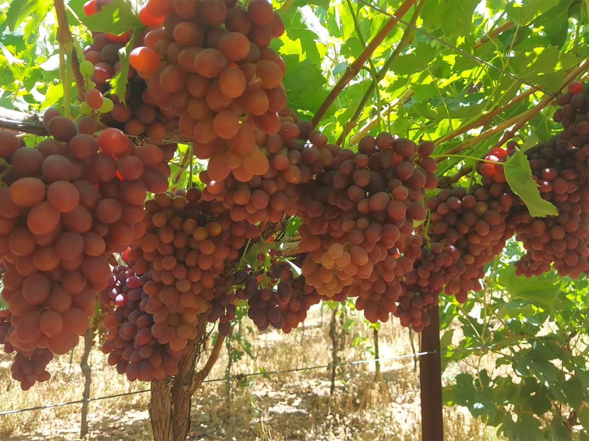 ARRA Fire Kiss - Bananot Ha Hof Agricultural Company
