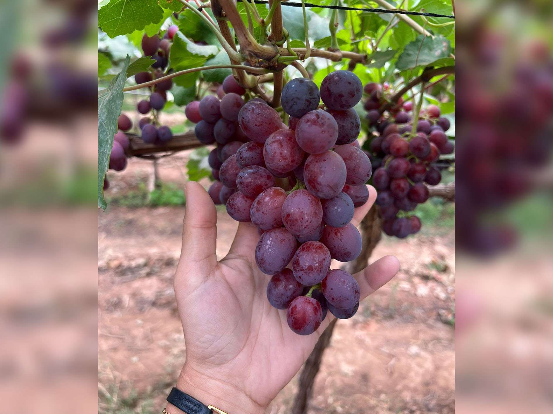 ARRA Passion Fire - Coopérative Agricole M'brouka Group