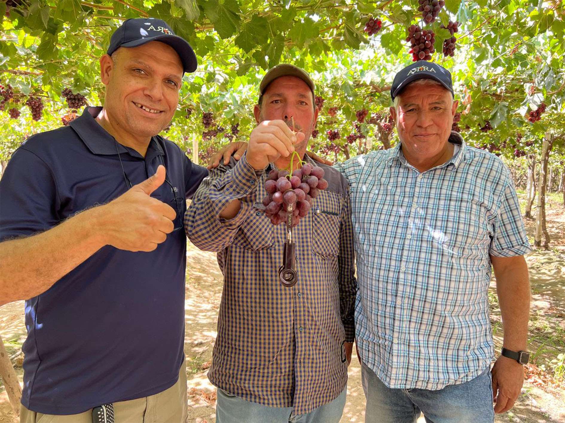 Ali Shahata, Eng. Fayez Dowidar (ARRA Egypt) with Eng. Ibrahim (Pico) at Pico vineyard ARRA Passion Fire
