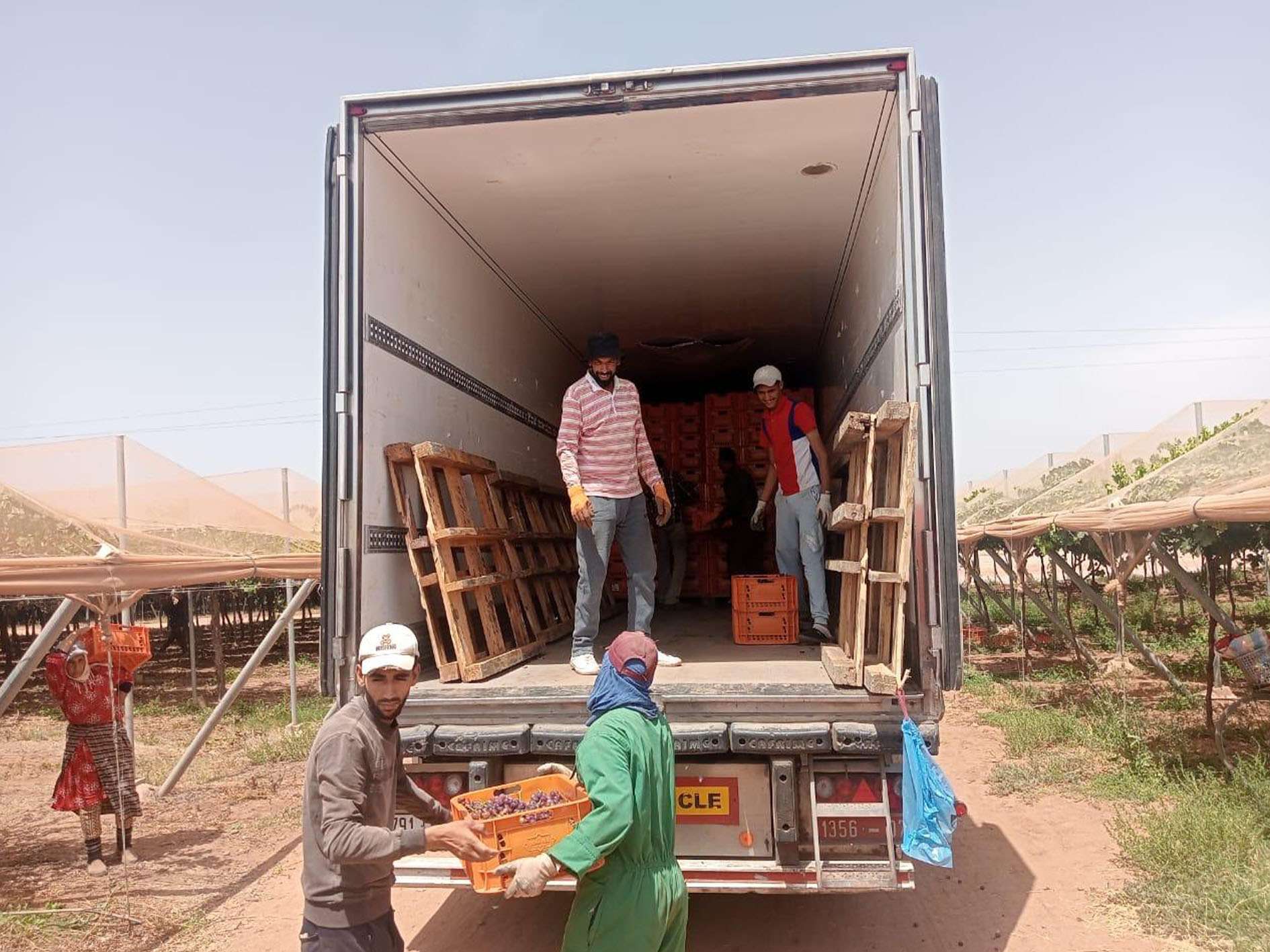 ARRA Passion Fire - Elite Harvest Maroc