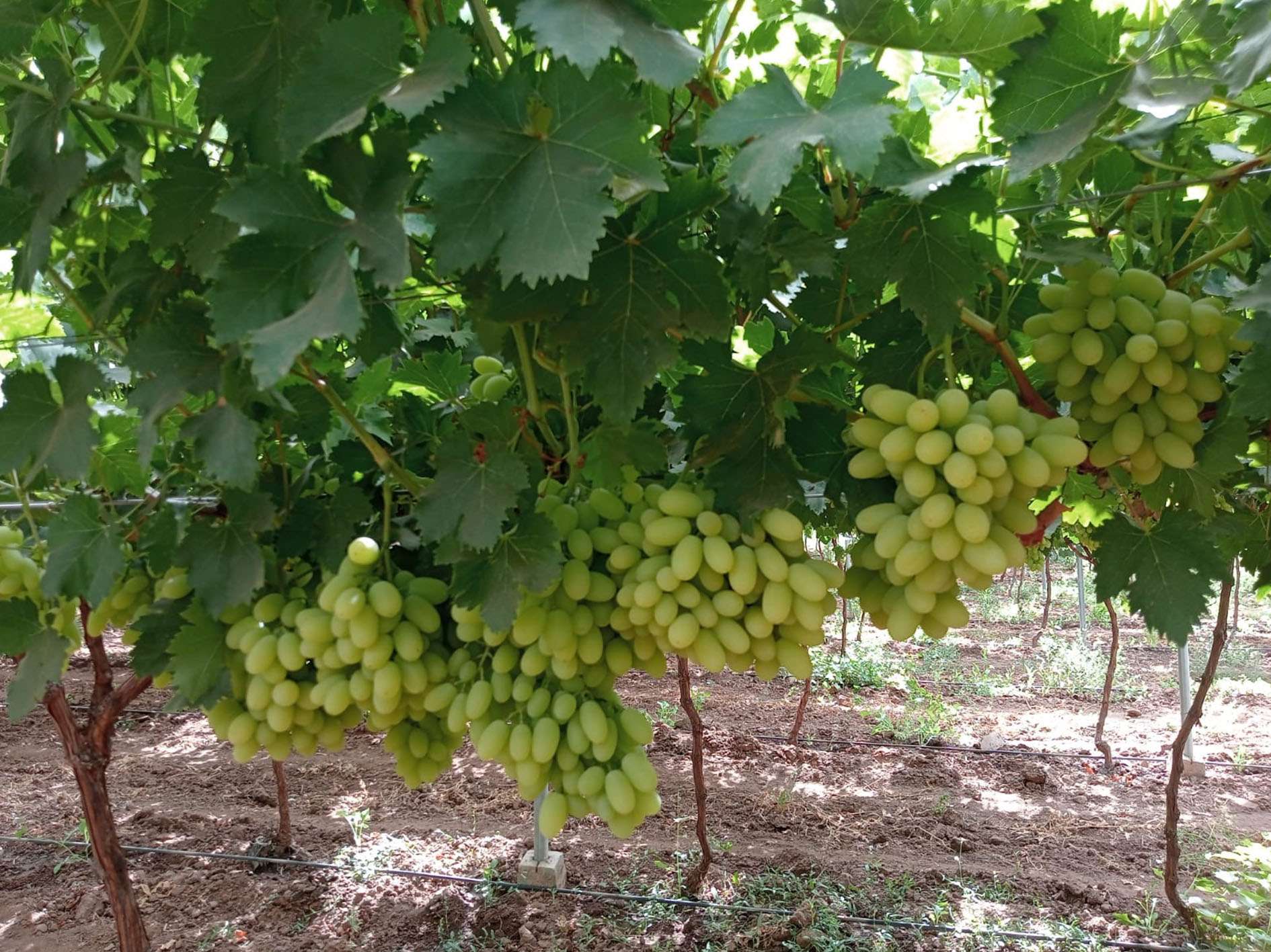 ARRA Sugar Drop - Elite Harvest Maroc